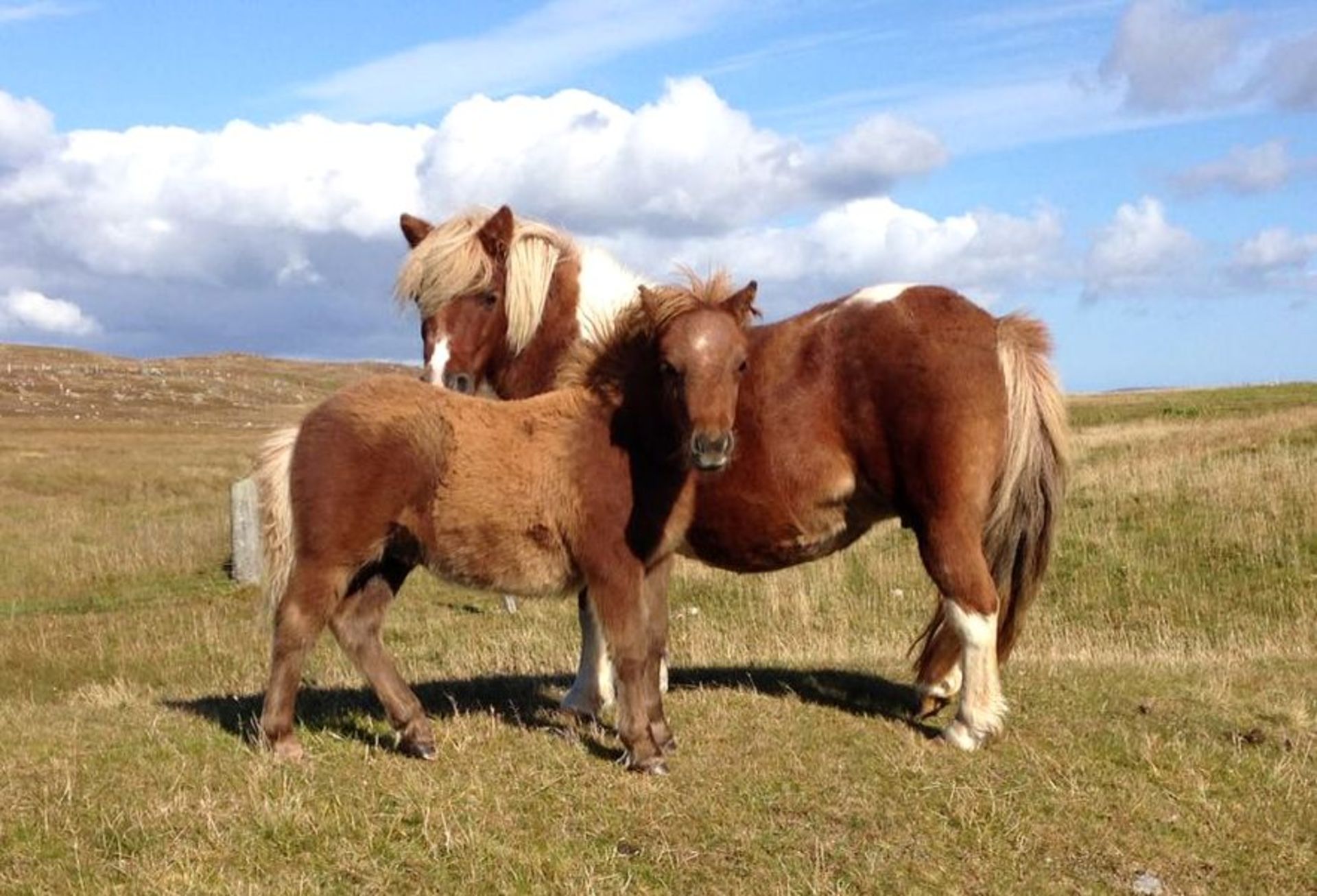 Chestnut Small White Star - Standard - Colt Foal, - DOB: 25th May 2018 - Image 2 of 2