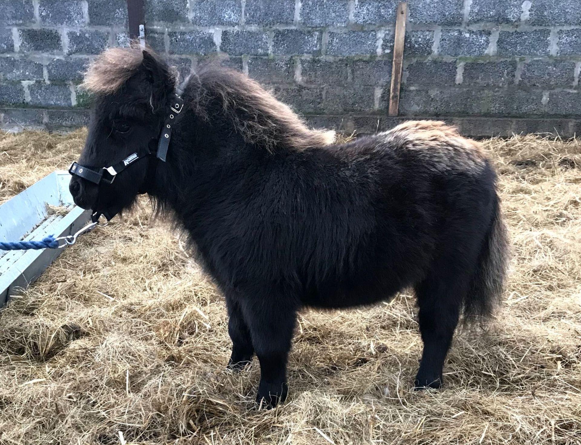 Black - Miniature - Filly Foal, - DOB: 30th April 2018 - Image 2 of 3