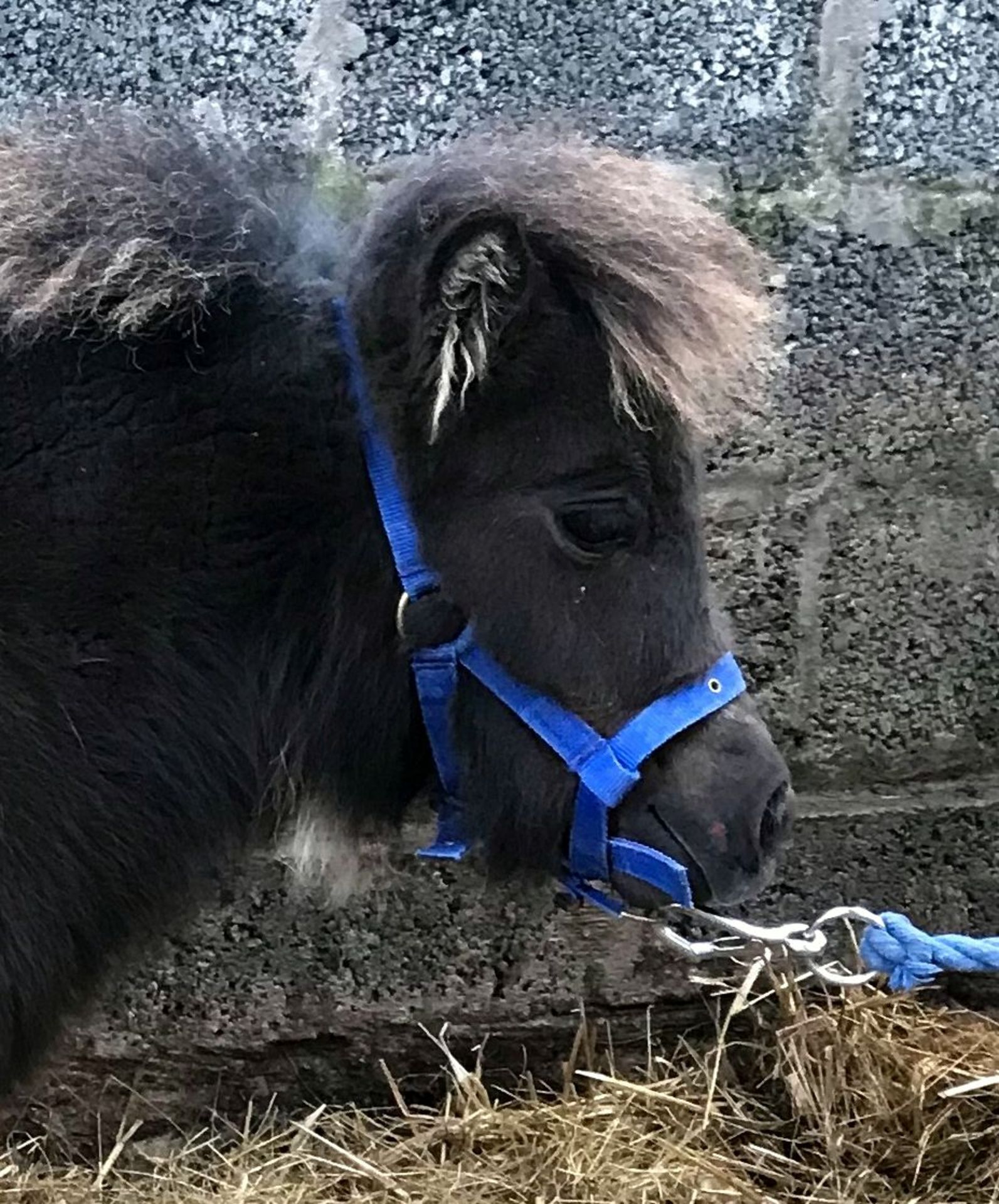 Black - Miniature - Filly Foal, - DOB: 6th May 2018 - Image 3 of 3