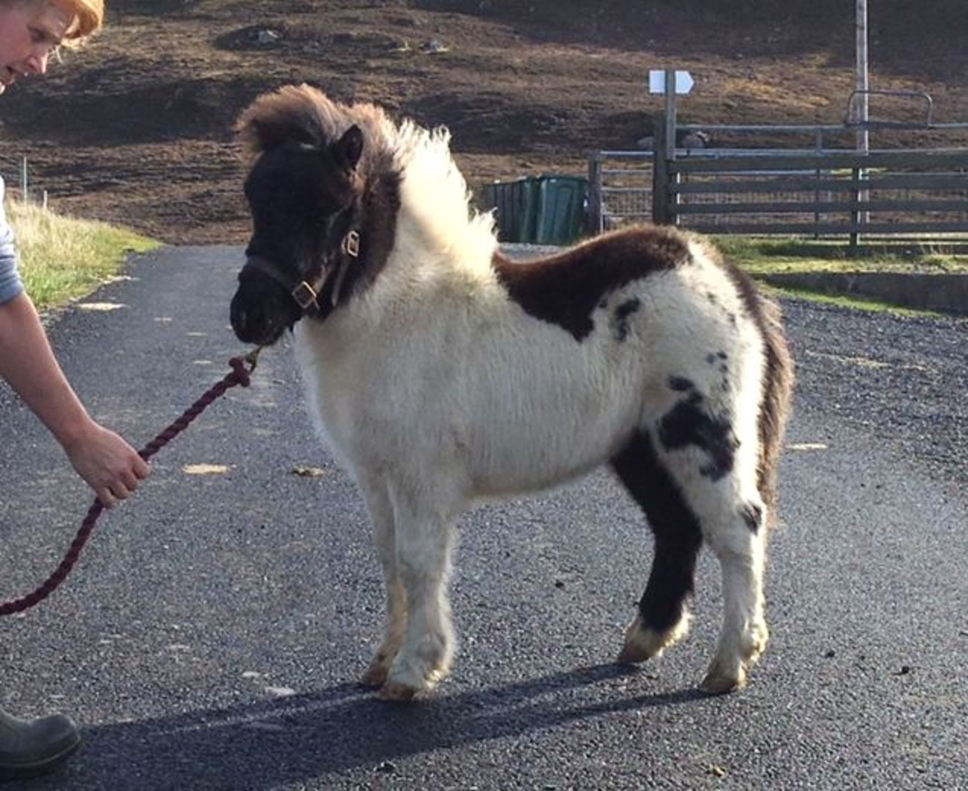 Piebald - Miniature - Filly Foal, - DOB: 10th May 2018