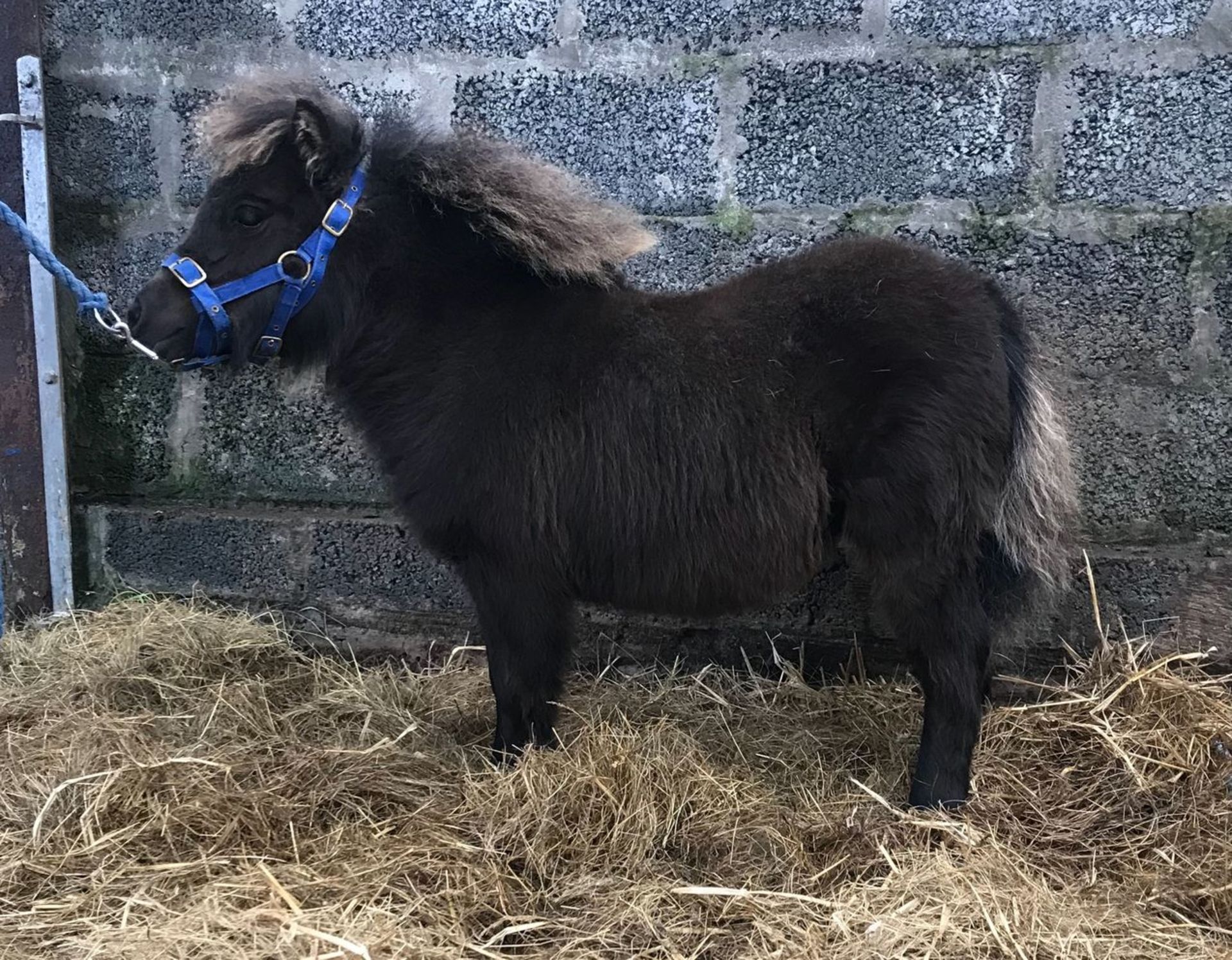 Black - Miniature - Filly Foal, - DOB: 6th May 2018 - Image 2 of 3