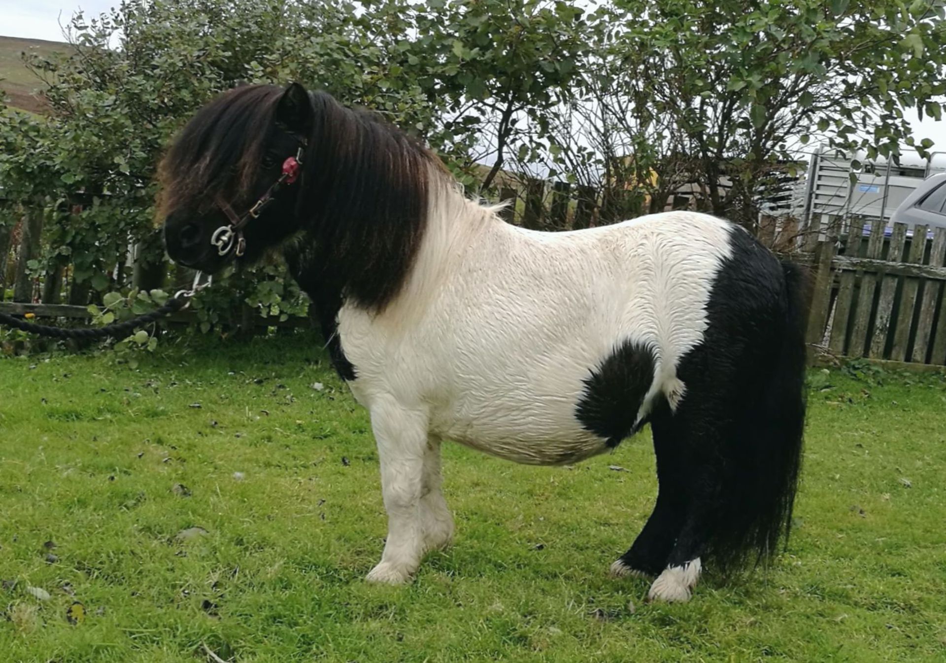 Piebald - 31" - Licensed Stallion, - DOB: 6th May 2011 - Image 2 of 8