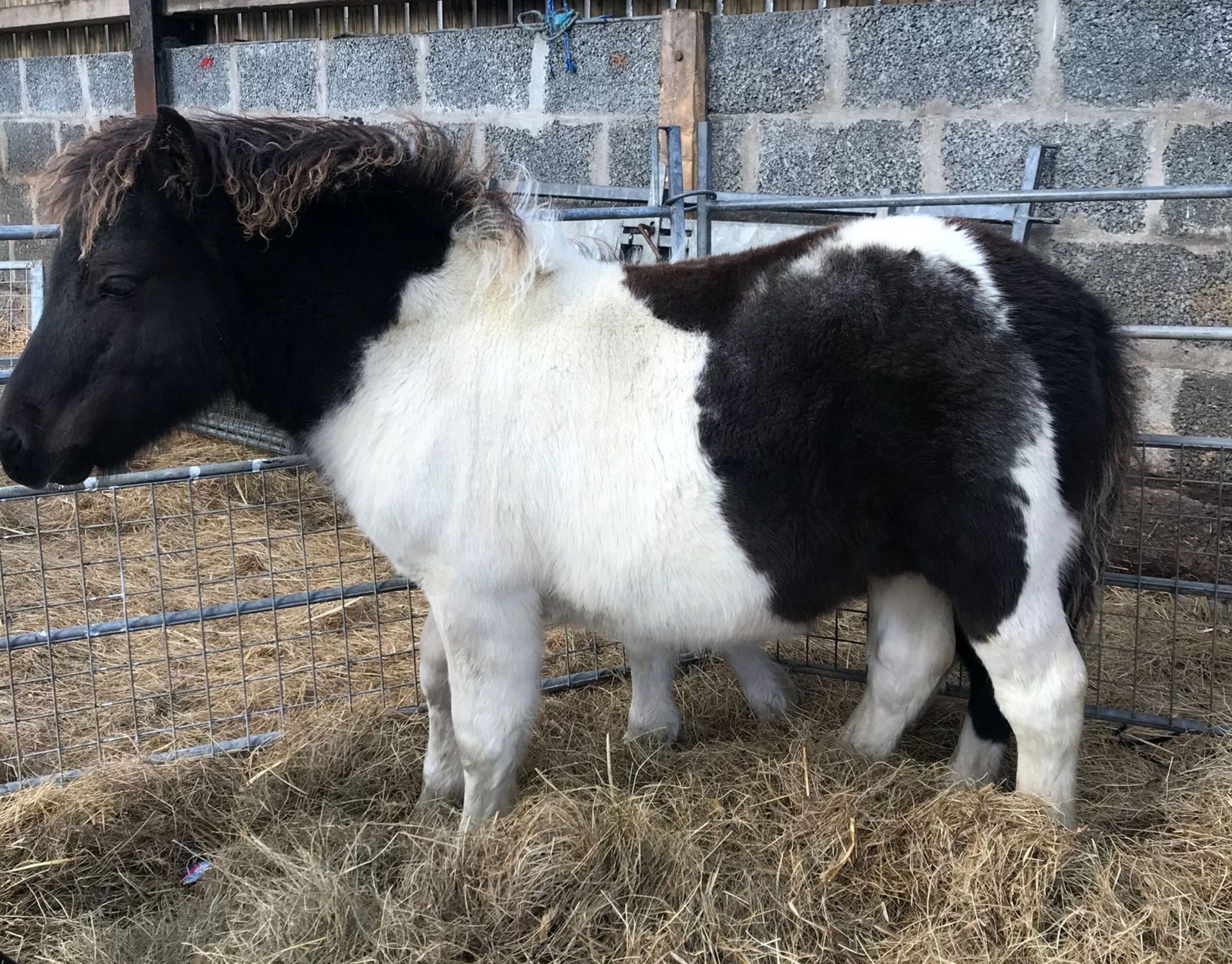 Piebald - Standard - Colt Foal, - DOB: 20th May 2018