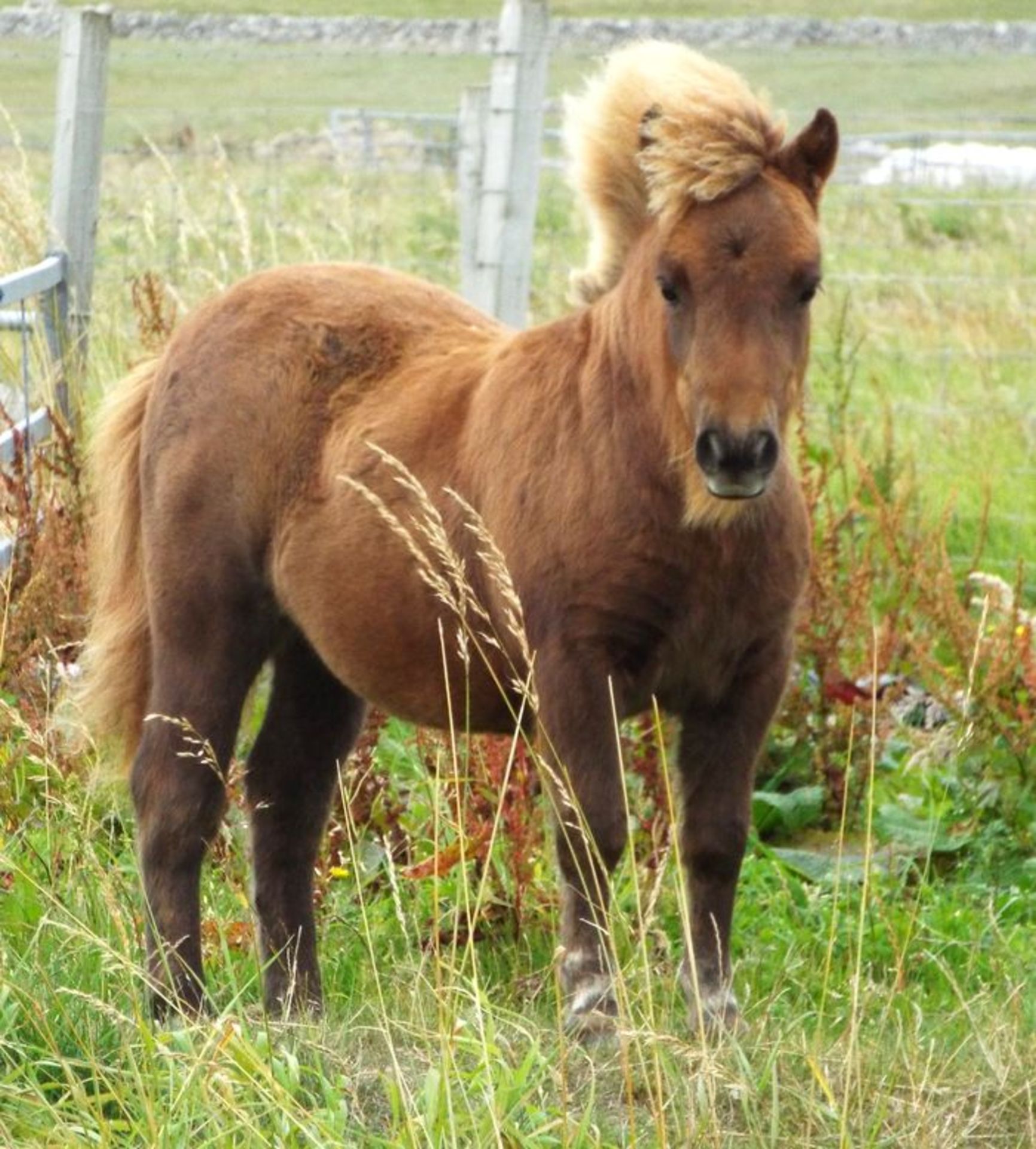 Chestnut - Miniature - Filly Foal, - DOB: 13th April 2018 - Image 2 of 5