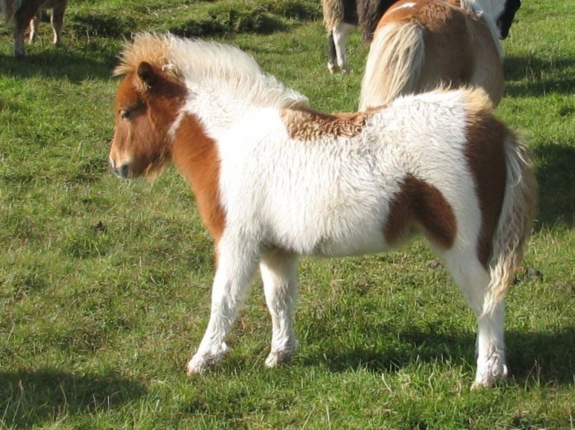 Skewbald - Standard - Filly Foal, - DOB: 9th May 2018 - Image 2 of 2