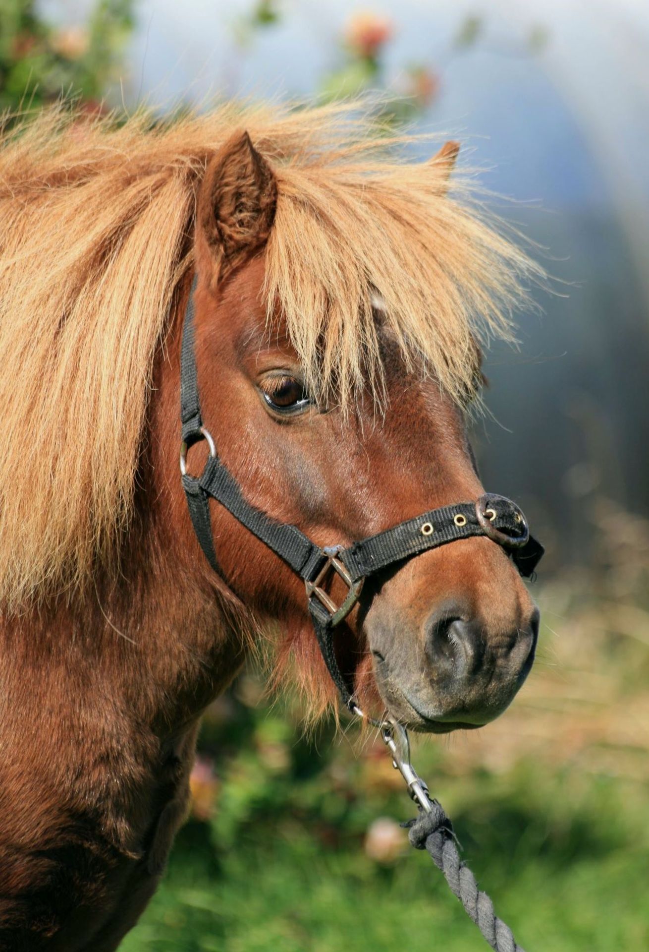 Skewbald - 38" - Unlicensed Colt, - DOB: 16th June 2011 - Image 3 of 7