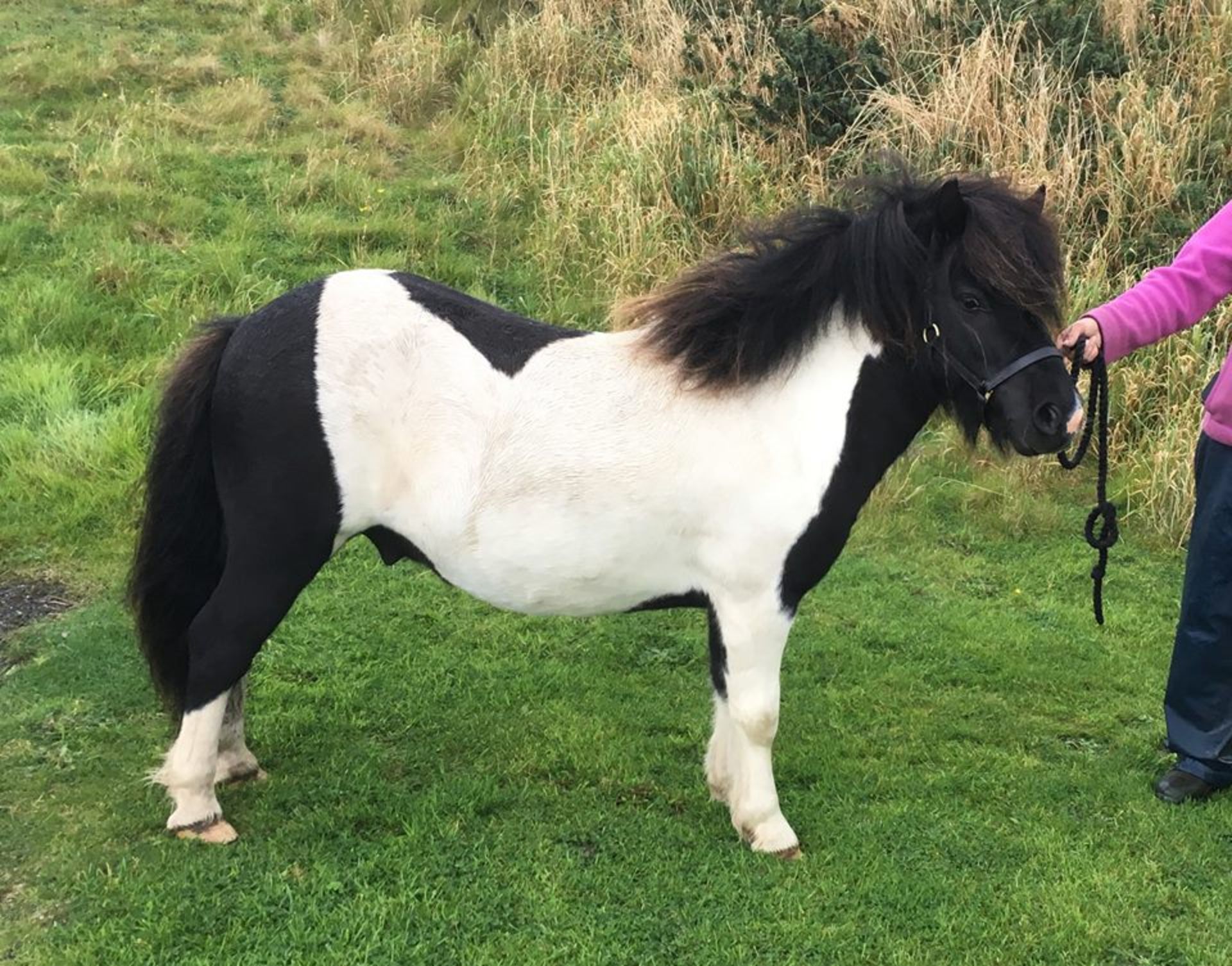 Piebald - 39.5" - Licensed Stallion, - DOB: 14th May 2014 - Image 2 of 5