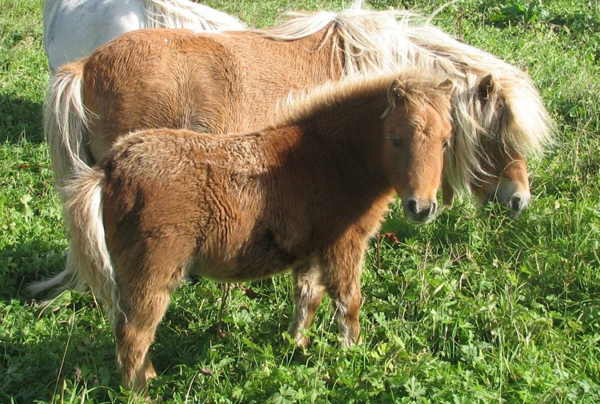 Chestnut - Miniature - Colt Foal, - DOB: 18th May 2018