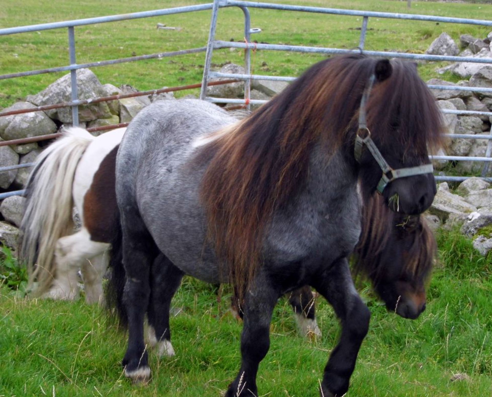 Blue Roan Skewbald - 32.5" - Licensed Stallion, - DOB: 13th May 2015 - Image 3 of 4