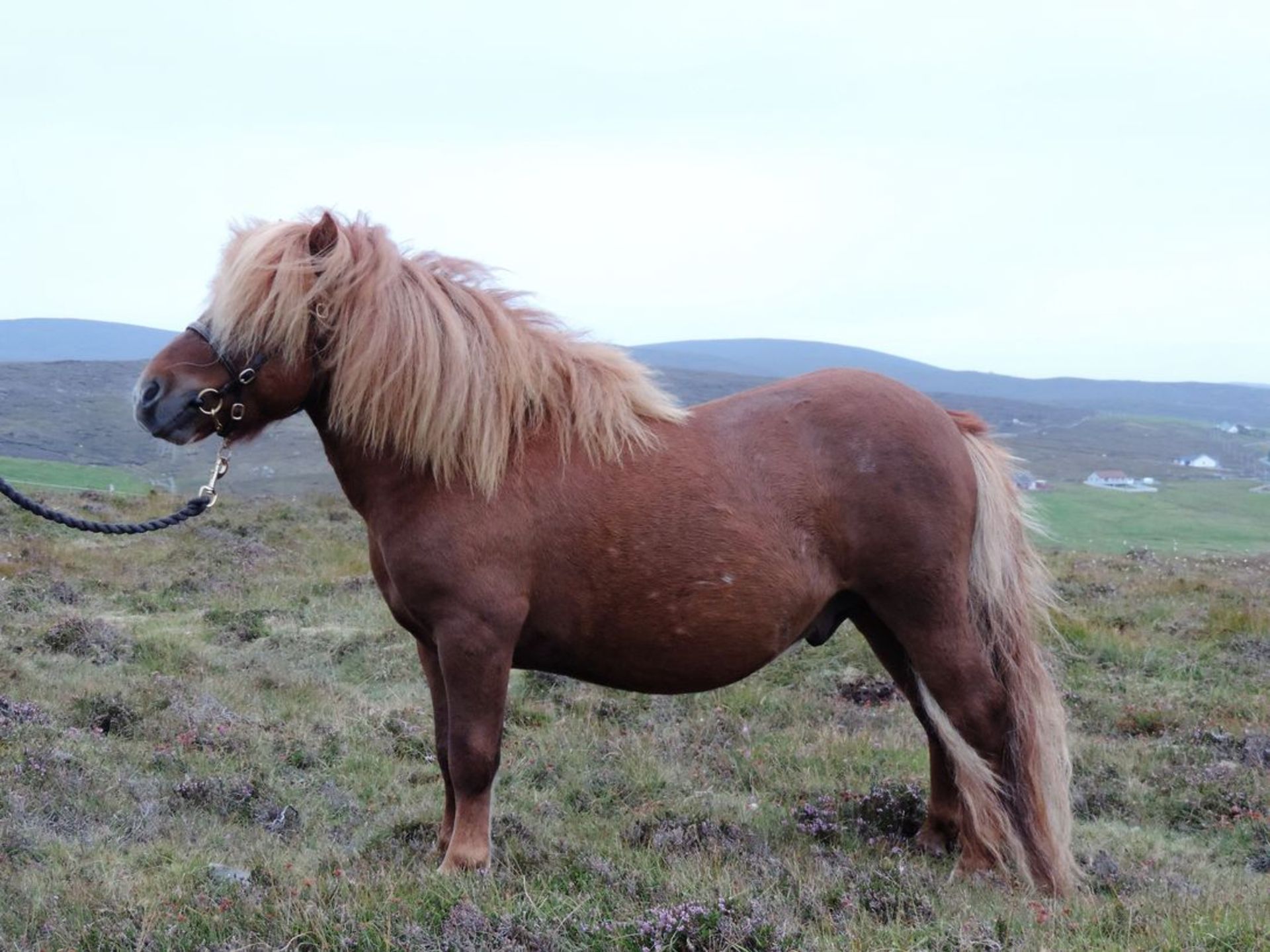 Chestnut - 39" - Unlicensed Colt, - DOB: 9th May 2015 - Image 2 of 7