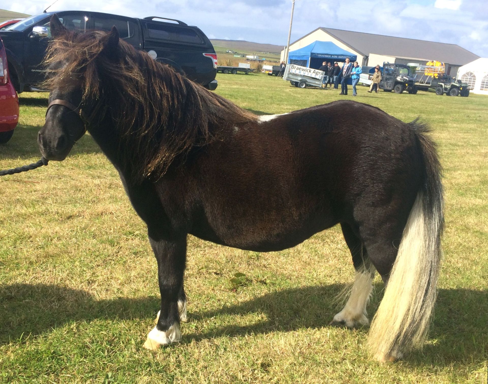 Black with White Marks - Approx 39" - Mare, - DOB: 2nd April 2008 - Image 3 of 7