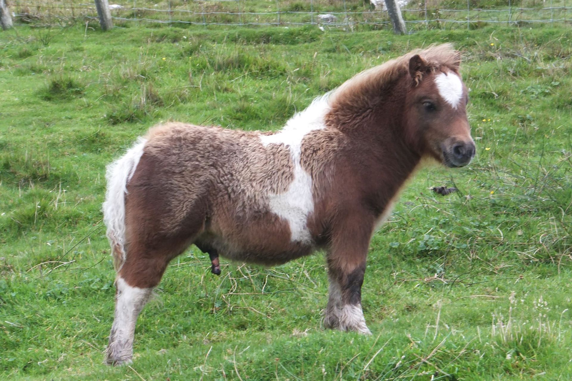 Red & White Skewbald - - Colt Foal, - DOB: 16th May 2018