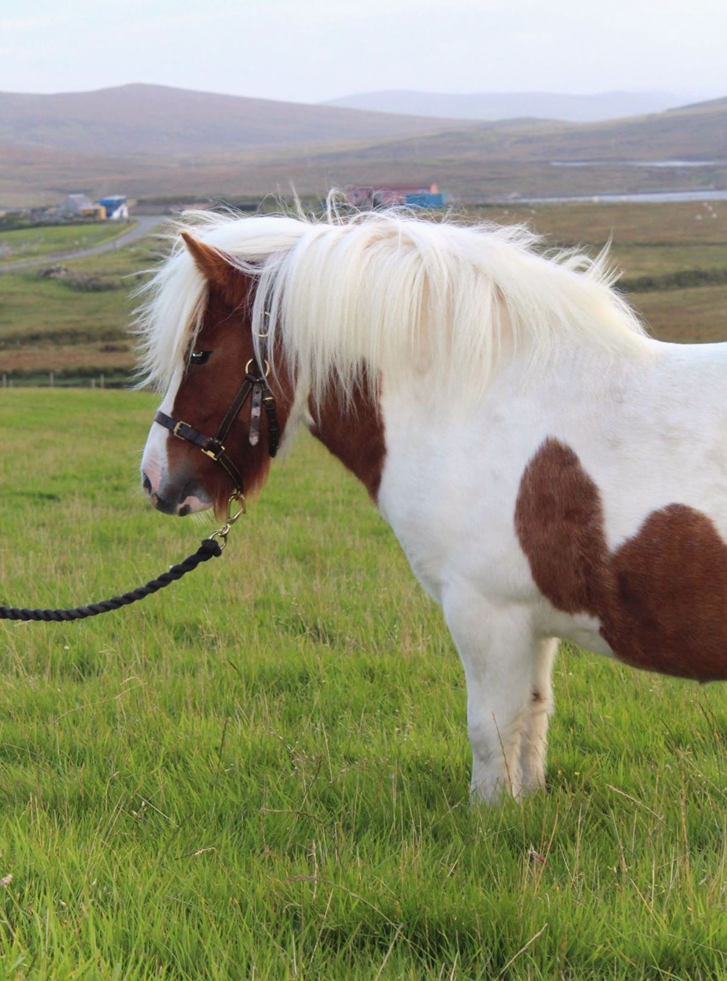 Skewbald - 37.5" - Gelding, - DOB: 4th June 2014 - Image 3 of 8