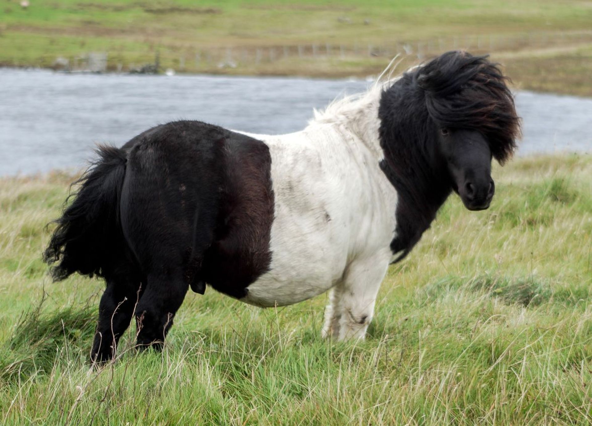 Piebald - 31" - Licensed Stallion, - DOB: 6th May 2011 - Image 3 of 8