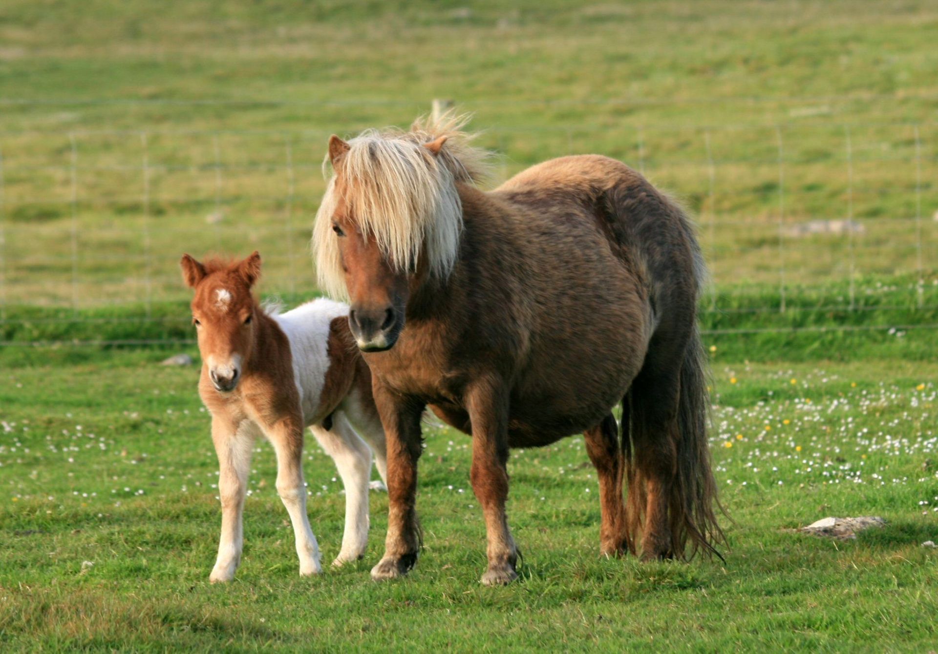 Skewbald - 38" - Unlicensed Colt, - DOB: 16th June 2011 - Image 6 of 7