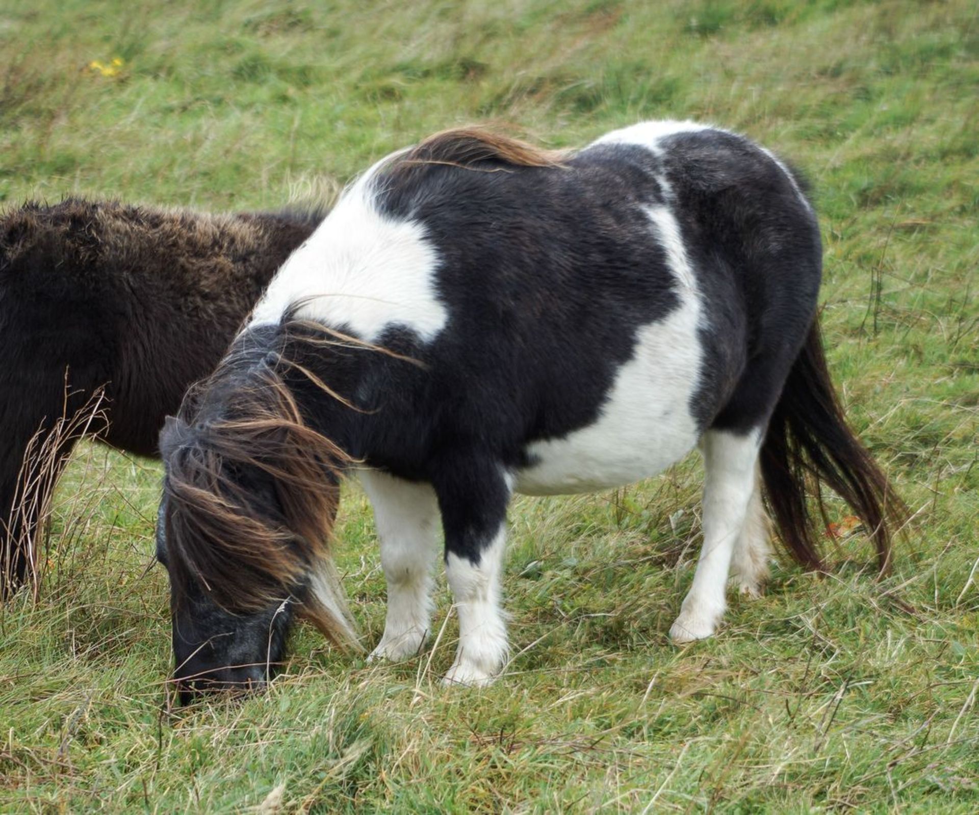 Piebald - Miniature - Mare, - DOB: 29th April 2006 - Image 3 of 5