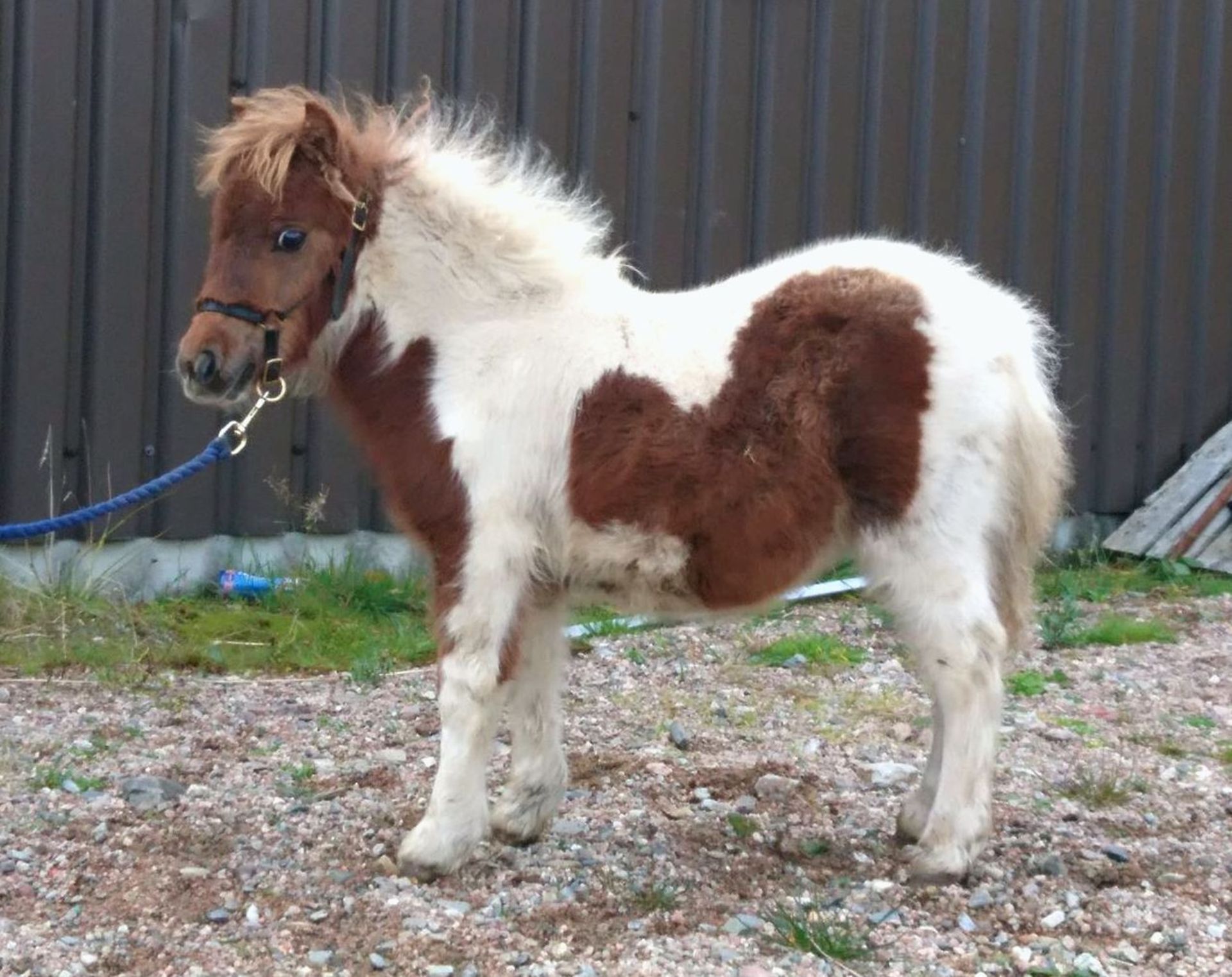 Skewbald - Miniature - Filly Foal, - DOB: 12th May 2018 - Image 2 of 2