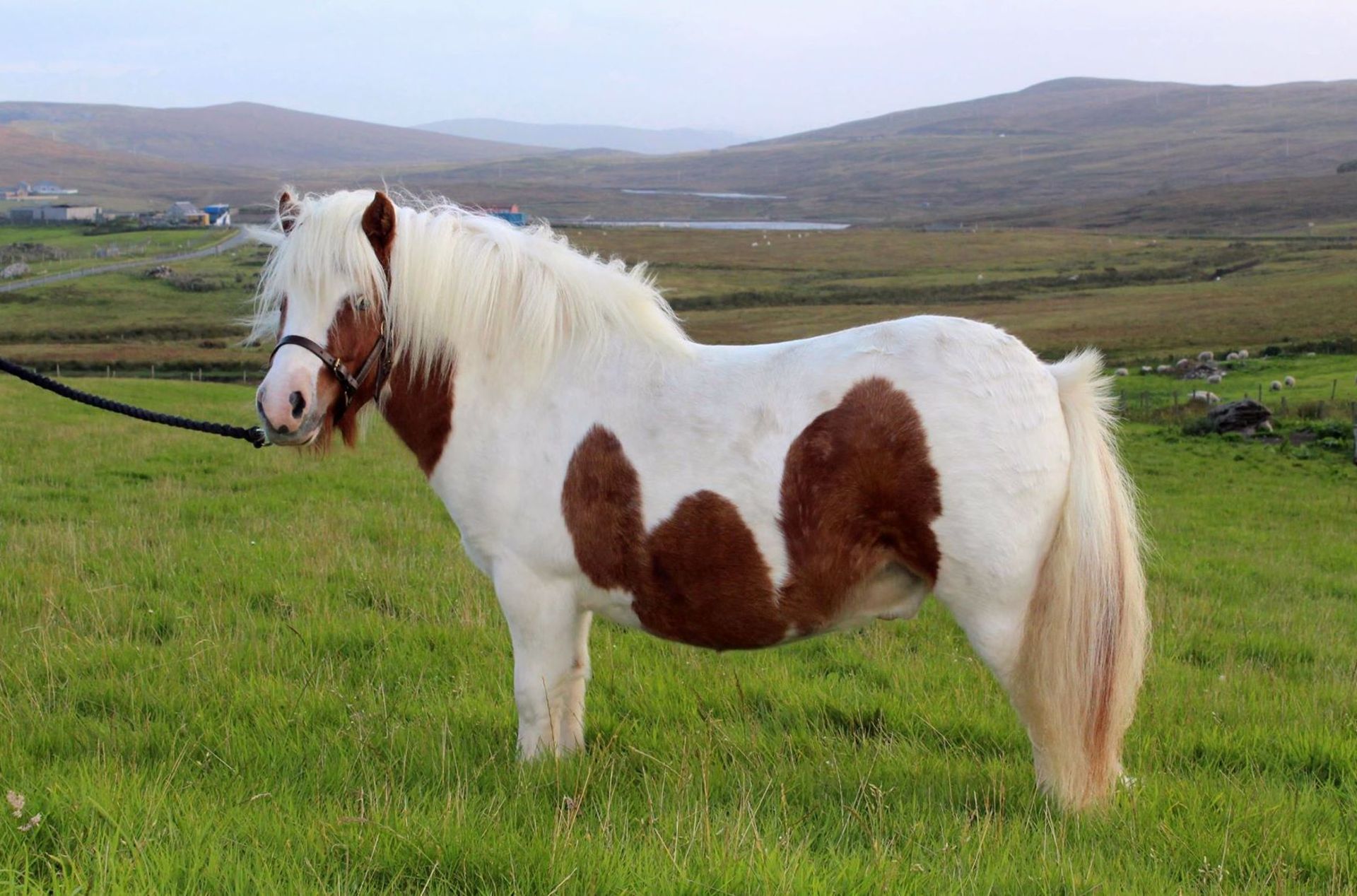 Skewbald - 37.5" - Gelding, - DOB: 4th June 2014