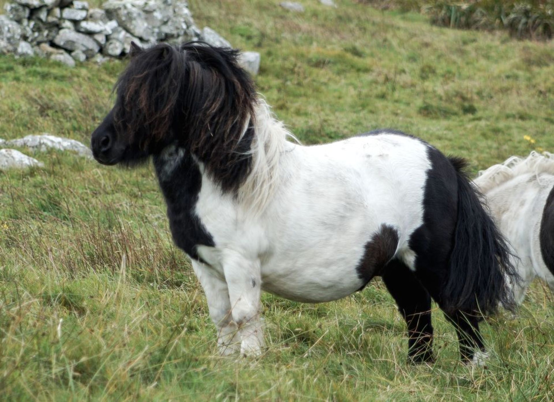 Piebald - 31" - Licensed Stallion, - DOB: 6th May 2011 - Image 5 of 8