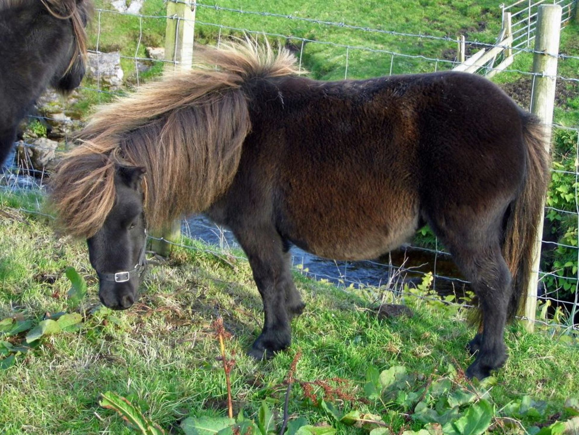 Black - 33" - Filly, - DOB: 5th May 2015 - Image 2 of 3