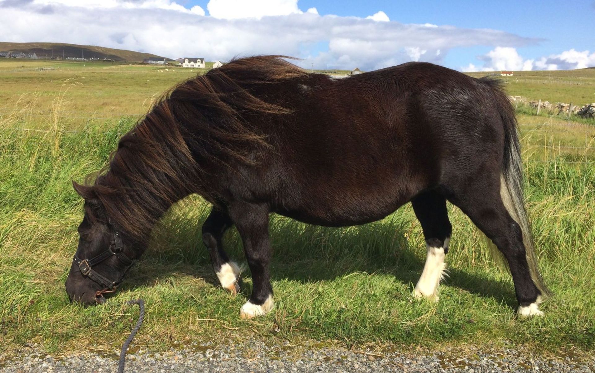 Black with White Marks - Approx 39" - Mare, - DOB: 2nd April 2008 - Image 4 of 7