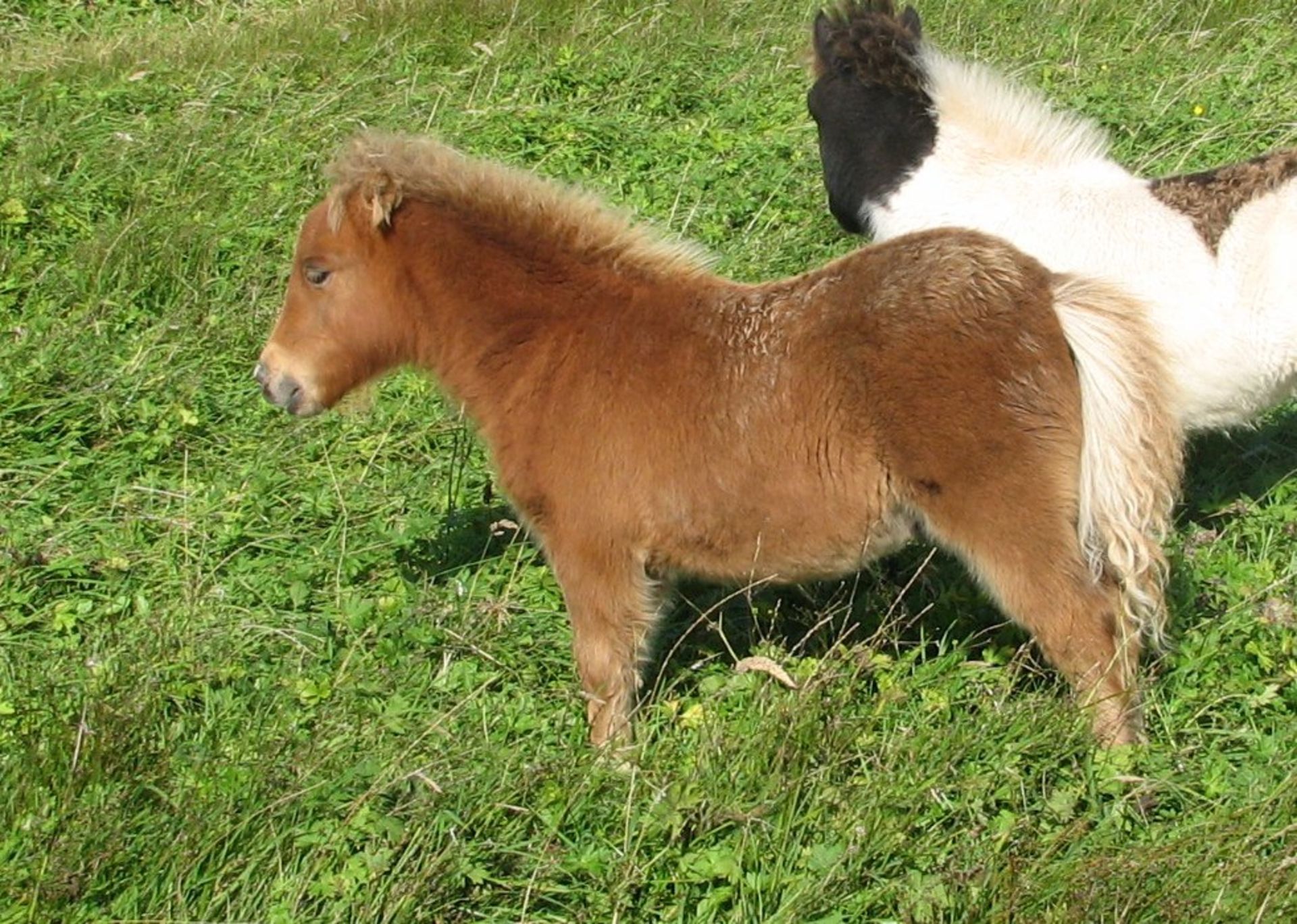 Chestnut - Miniature - Colt Foal, - DOB: 18th May 2018 - Image 2 of 2