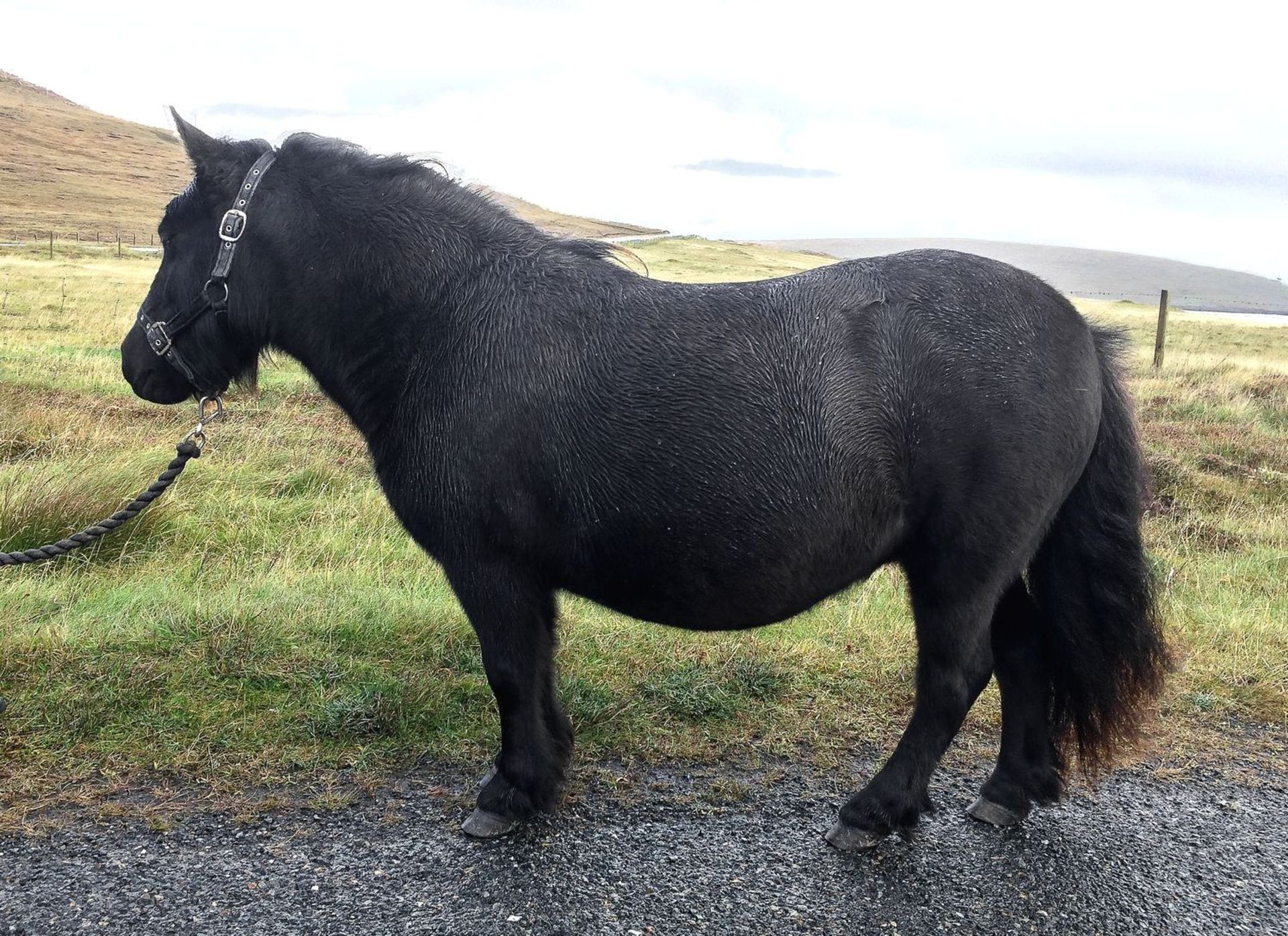 Black - Standard - Filly, - DOB: 2nd May 2014 - Image 2 of 7