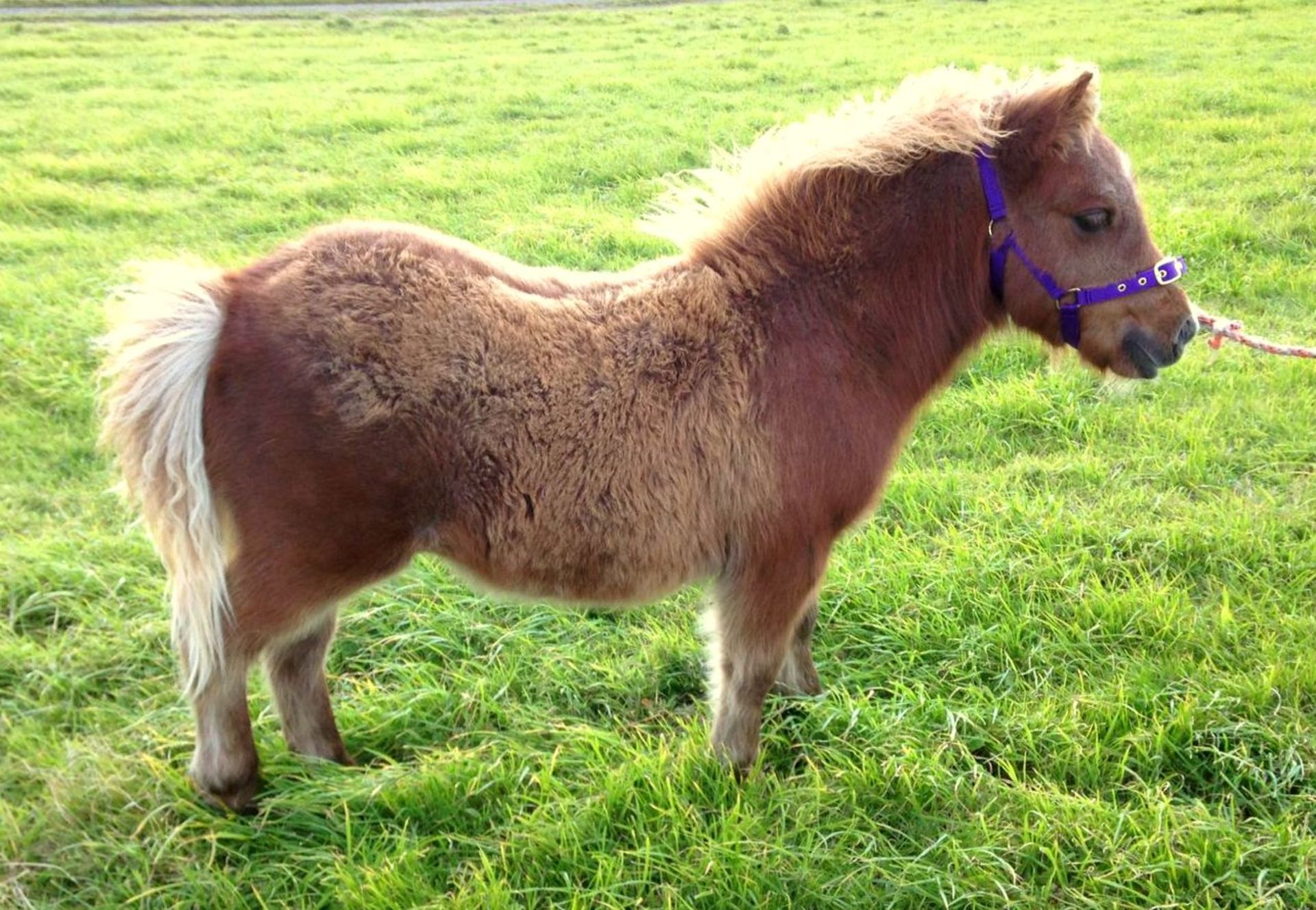 Chestnut Small White Star - Standard - Colt Foal, - DOB: 25th May 2018