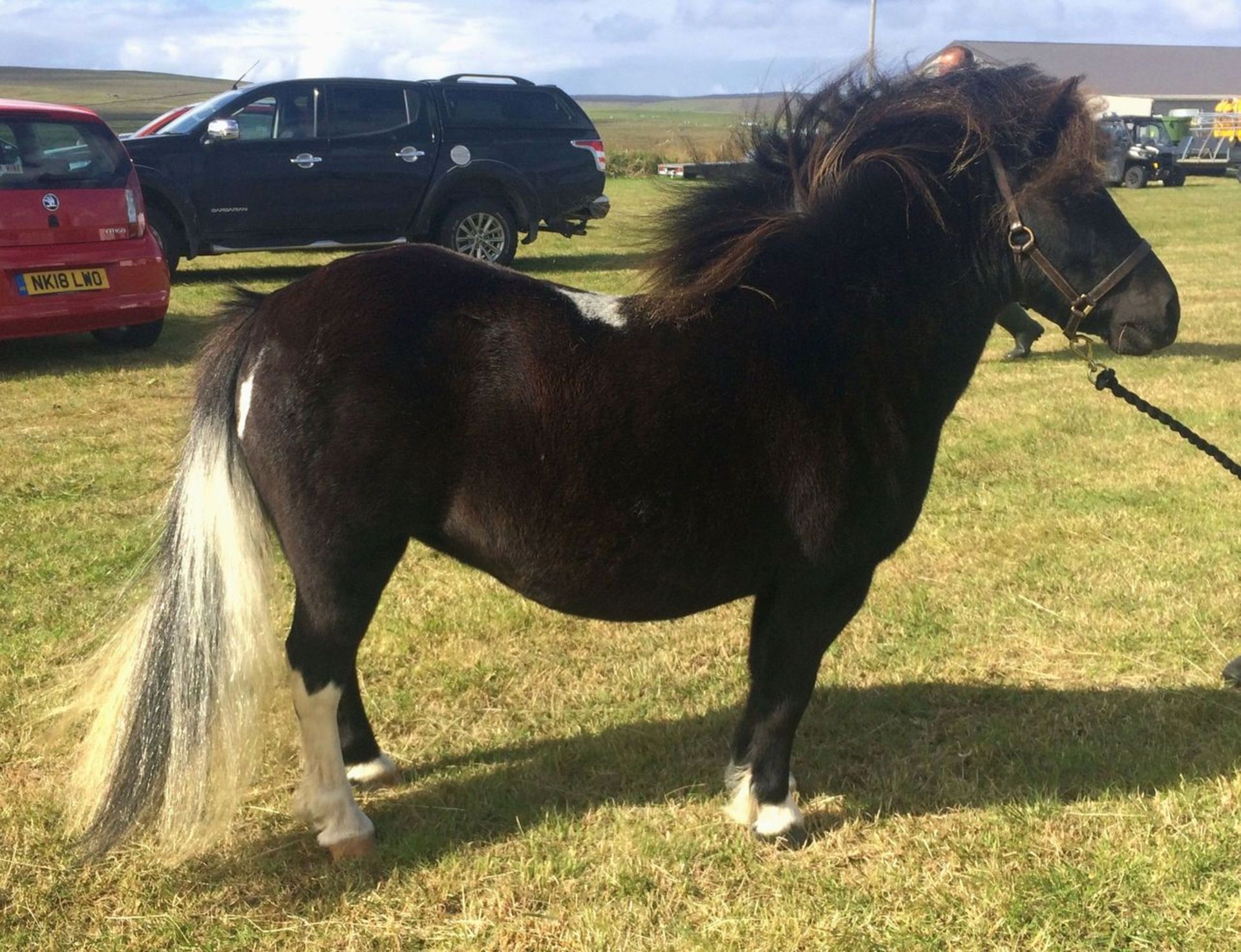 Skewbald - 37.5" - Gelding, - DOB: 4th June 2014 - Image 7 of 8