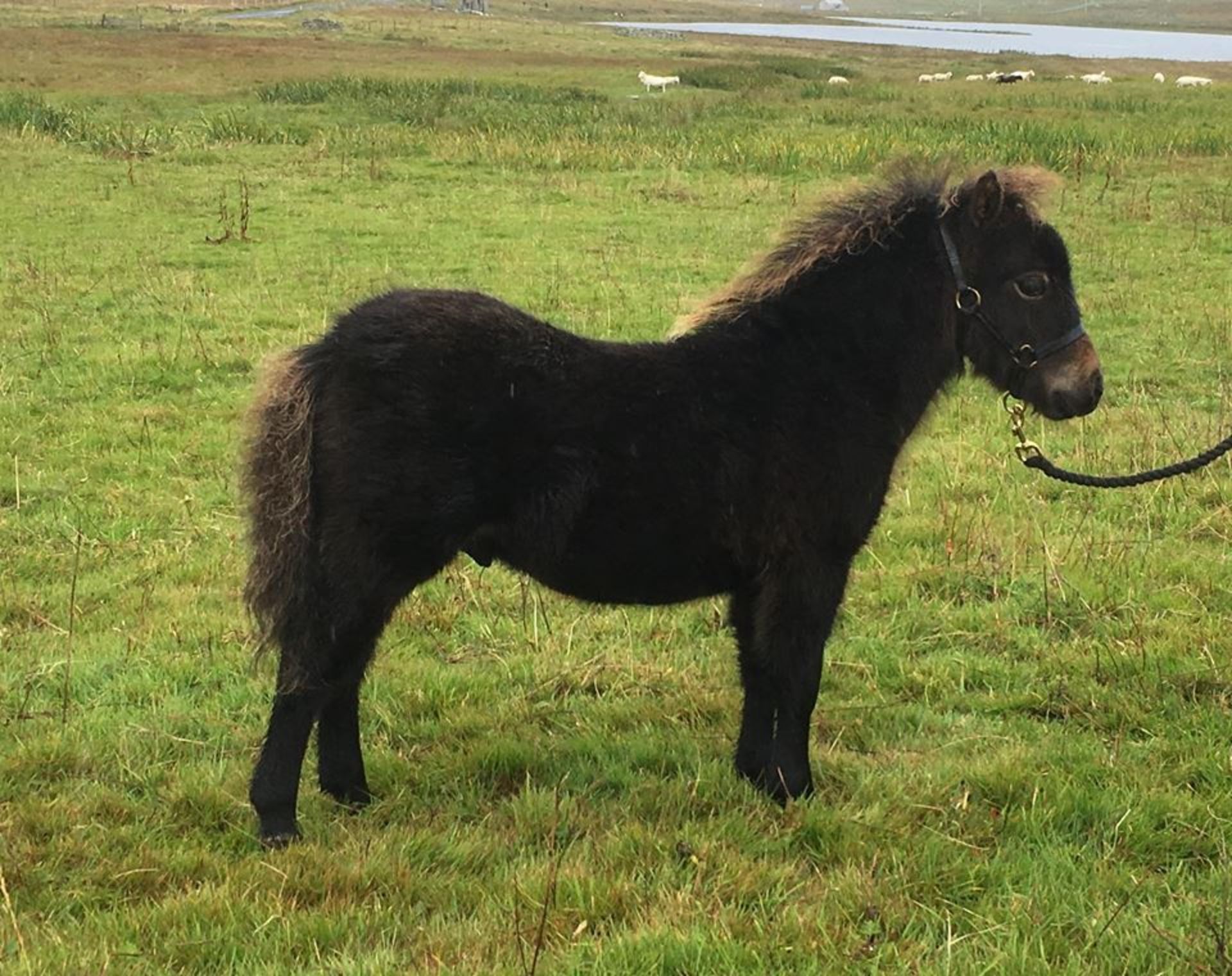 Bay - Miniature - Colt Foal, - DOB: 1st June 2018 - Image 2 of 6