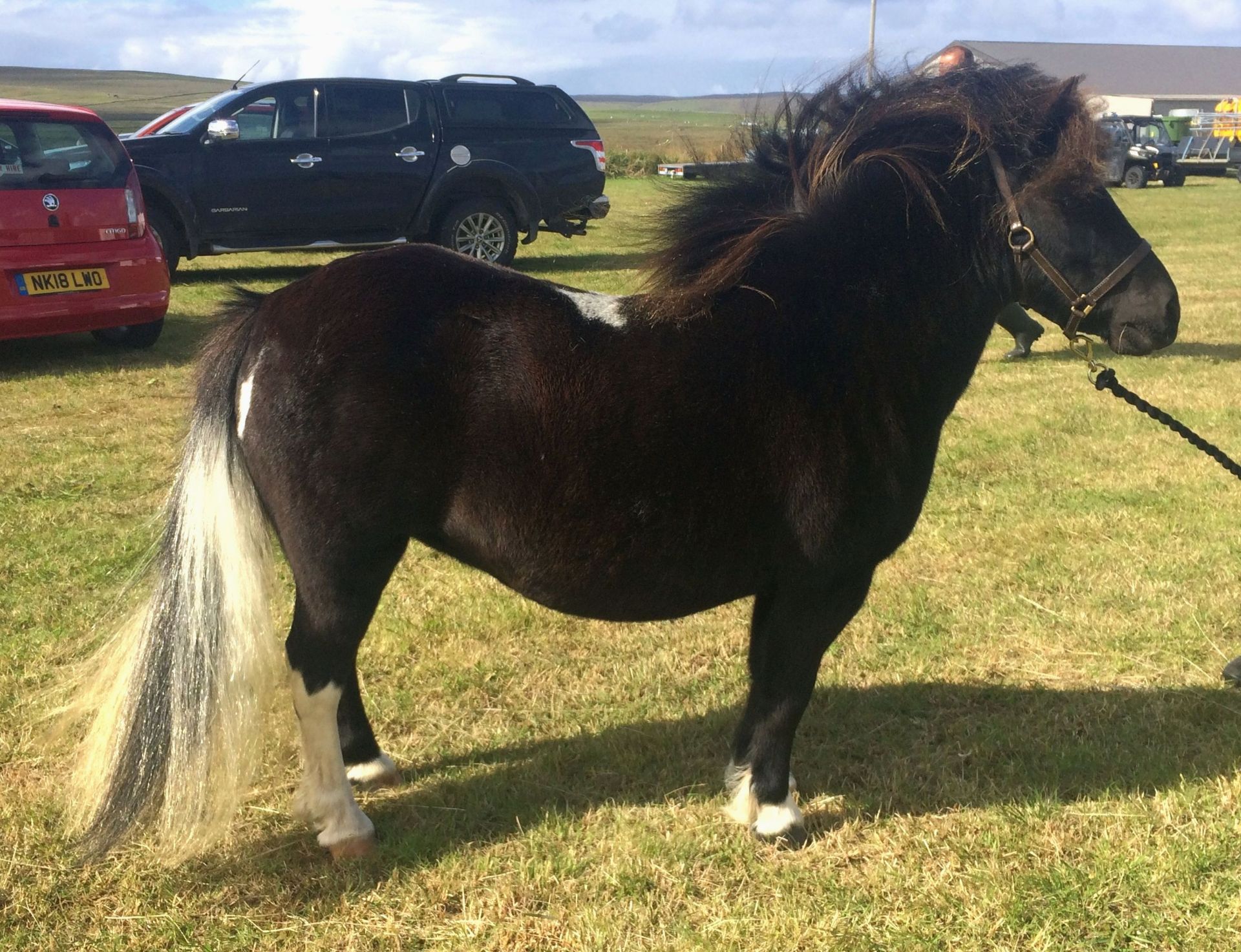 Black with White Marks - Approx 39" - Mare, - DOB: 2nd April 2008