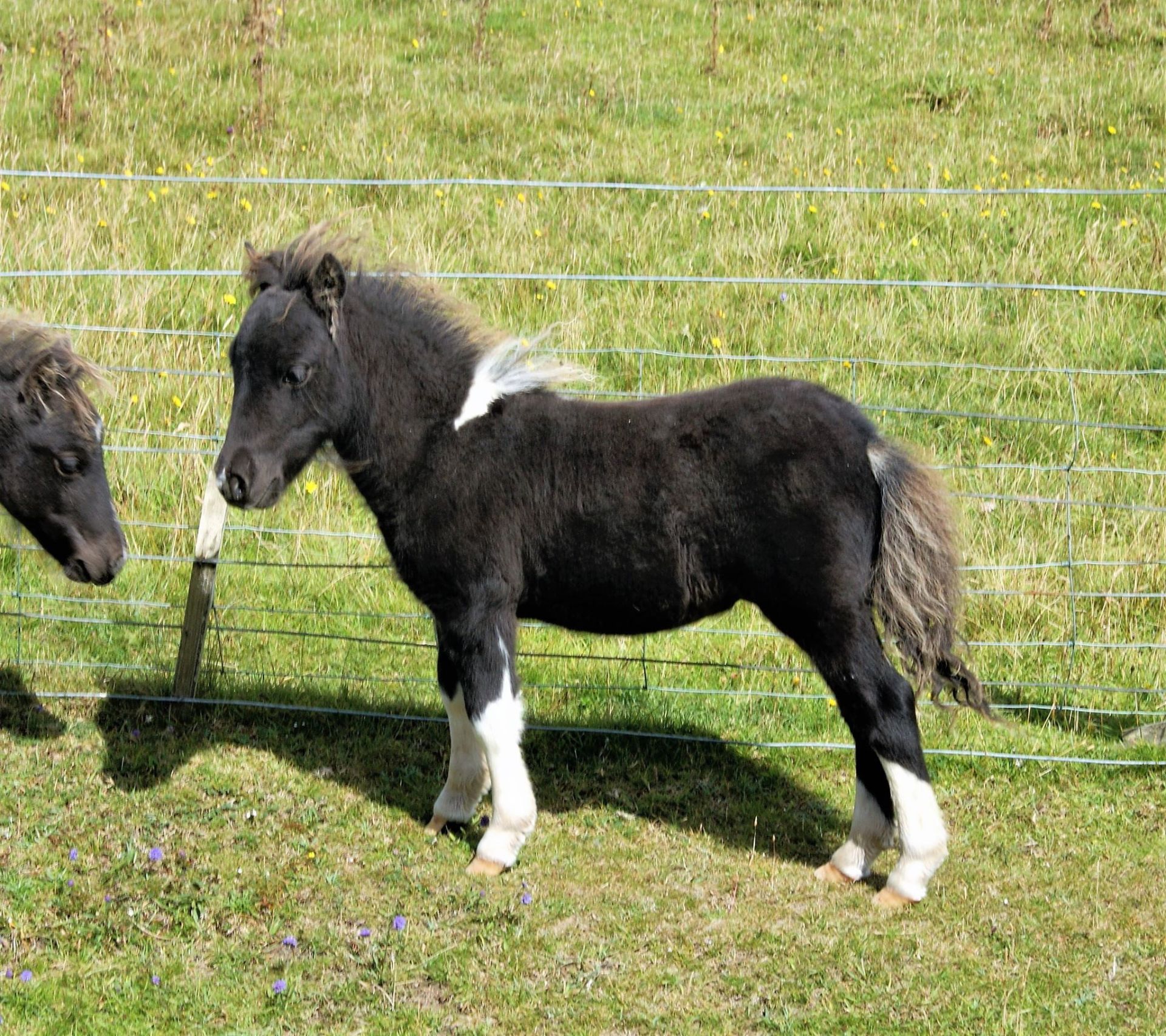 Piebald - Miniature - Colt Foal, - DOB: 15th May 2018 - Image 5 of 5