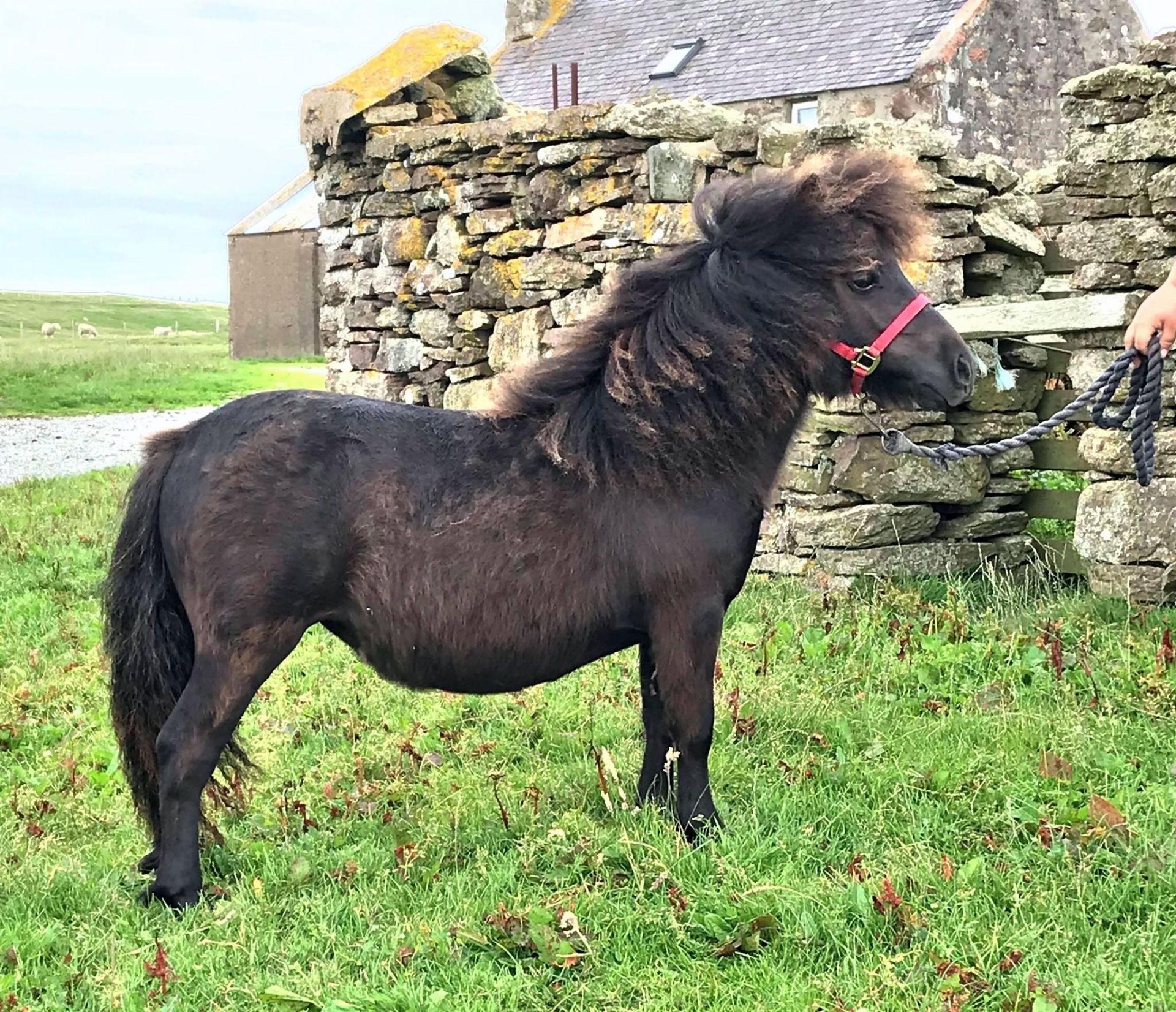 Black - Standard - Filly, - DOB: 2nd June 2017 - Image 3 of 5