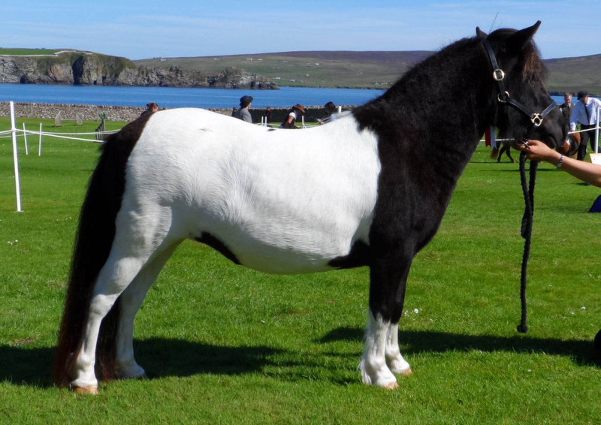 Piebald - 39.5" - Licensed Stallion, - DOB: 14th May 2014 - Image 5 of 5