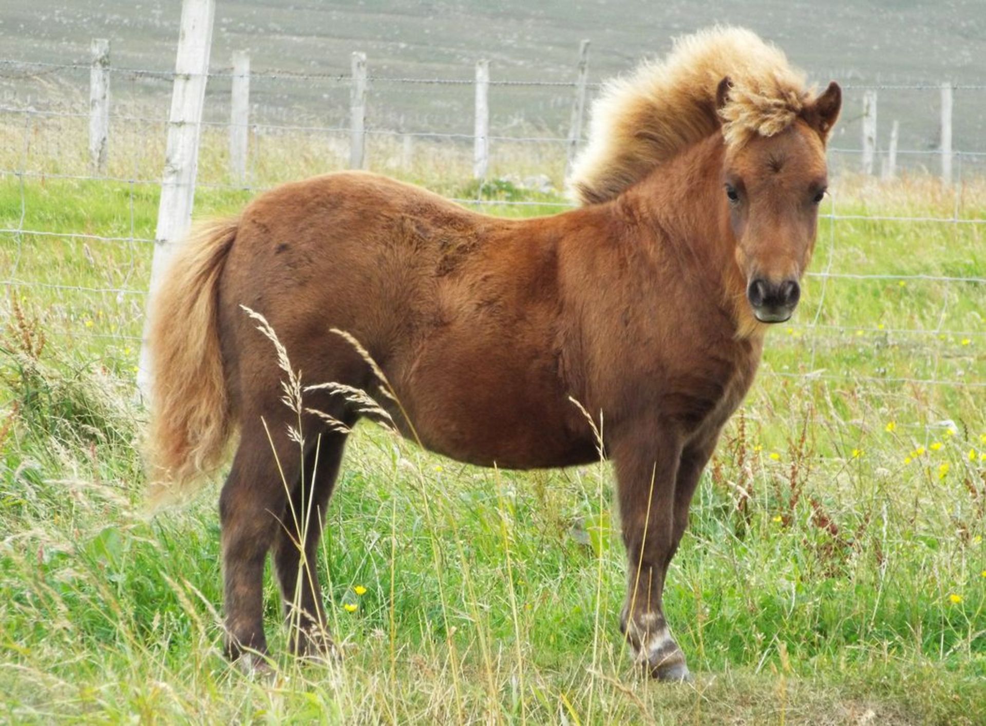 Chestnut - Miniature - Filly Foal, - DOB: 13th April 2018