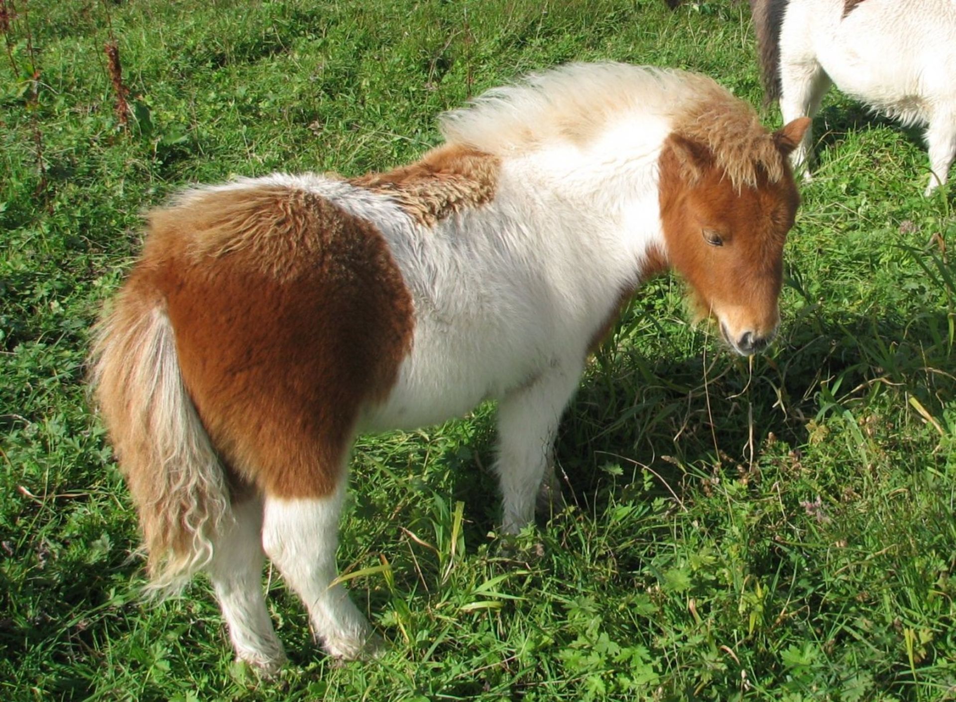 Skewbald - Standard - Filly Foal, - DOB: 9th May 2018