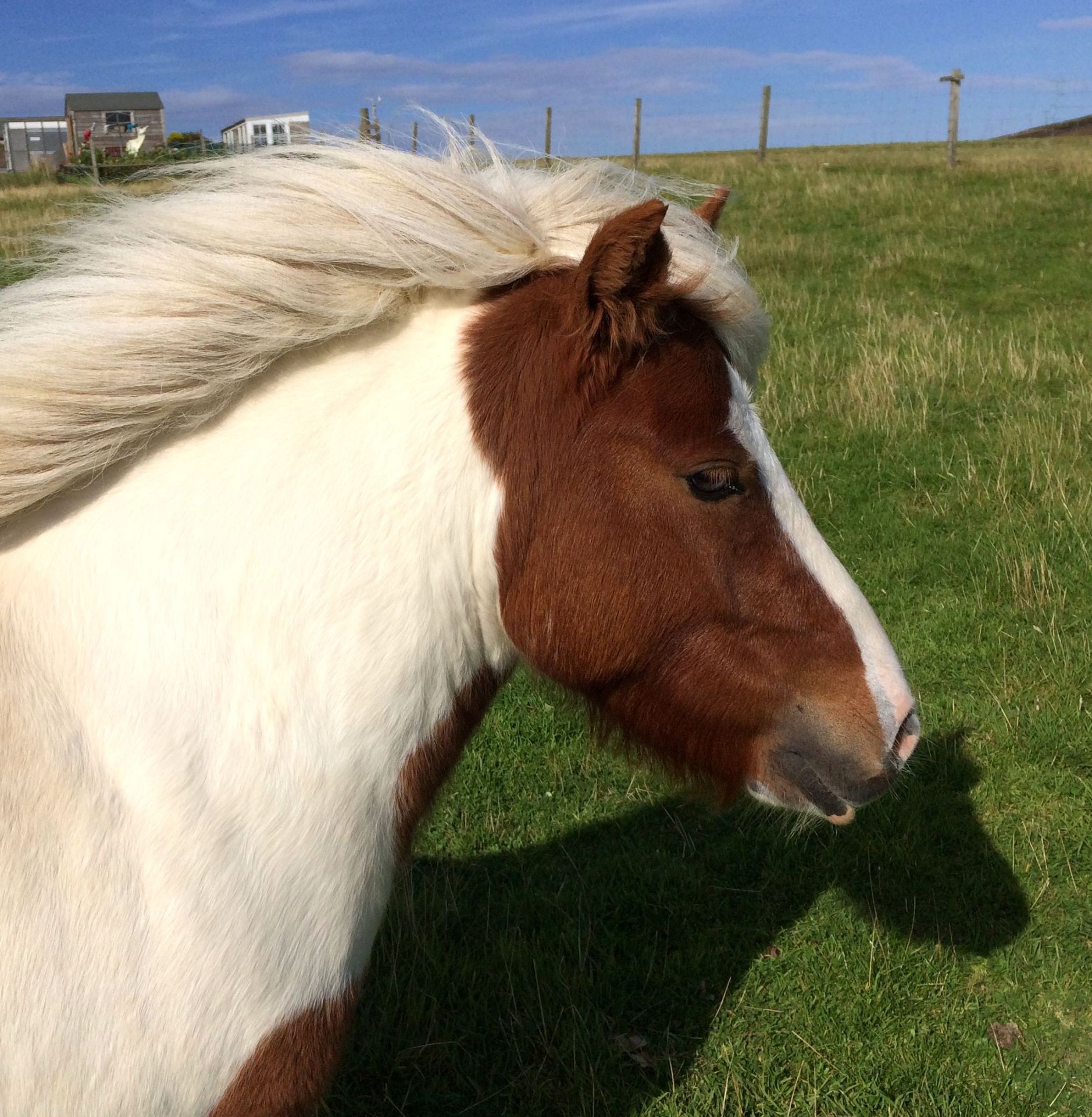 Skewbald - 37.5" - Gelding, - DOB: 4th June 2014 - Image 4 of 8