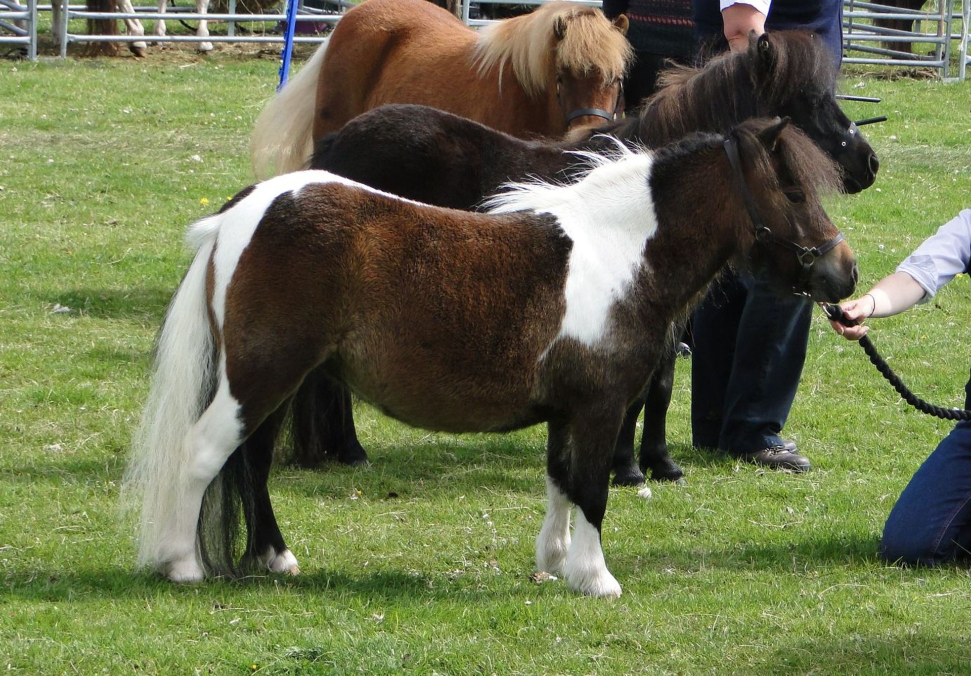 Bay - Miniature - Colt Foal, - DOB: 1st June 2018 - Image 4 of 6