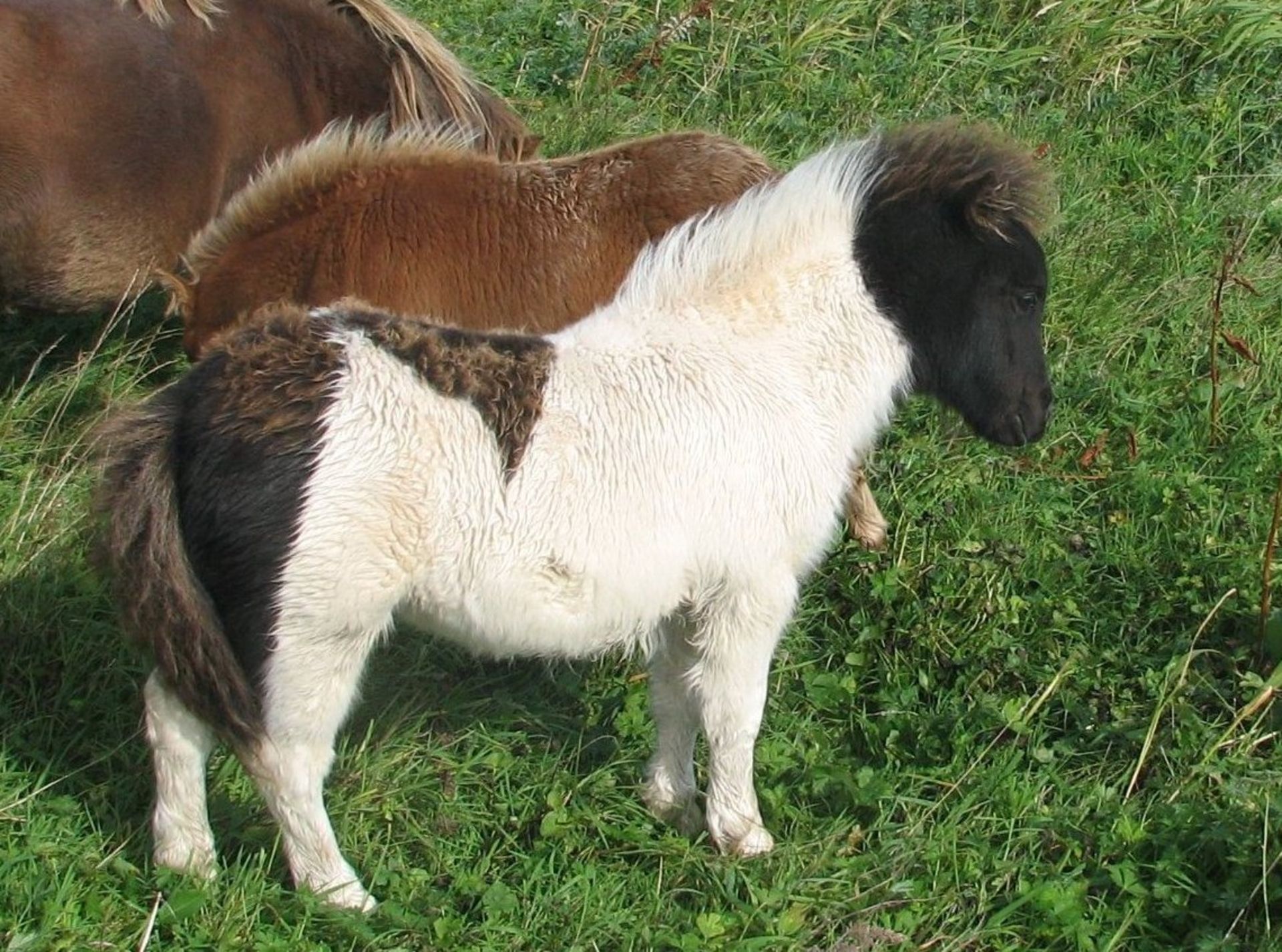 Piebald - Miniature - Colt Foal, - DOB: 24th May 2018