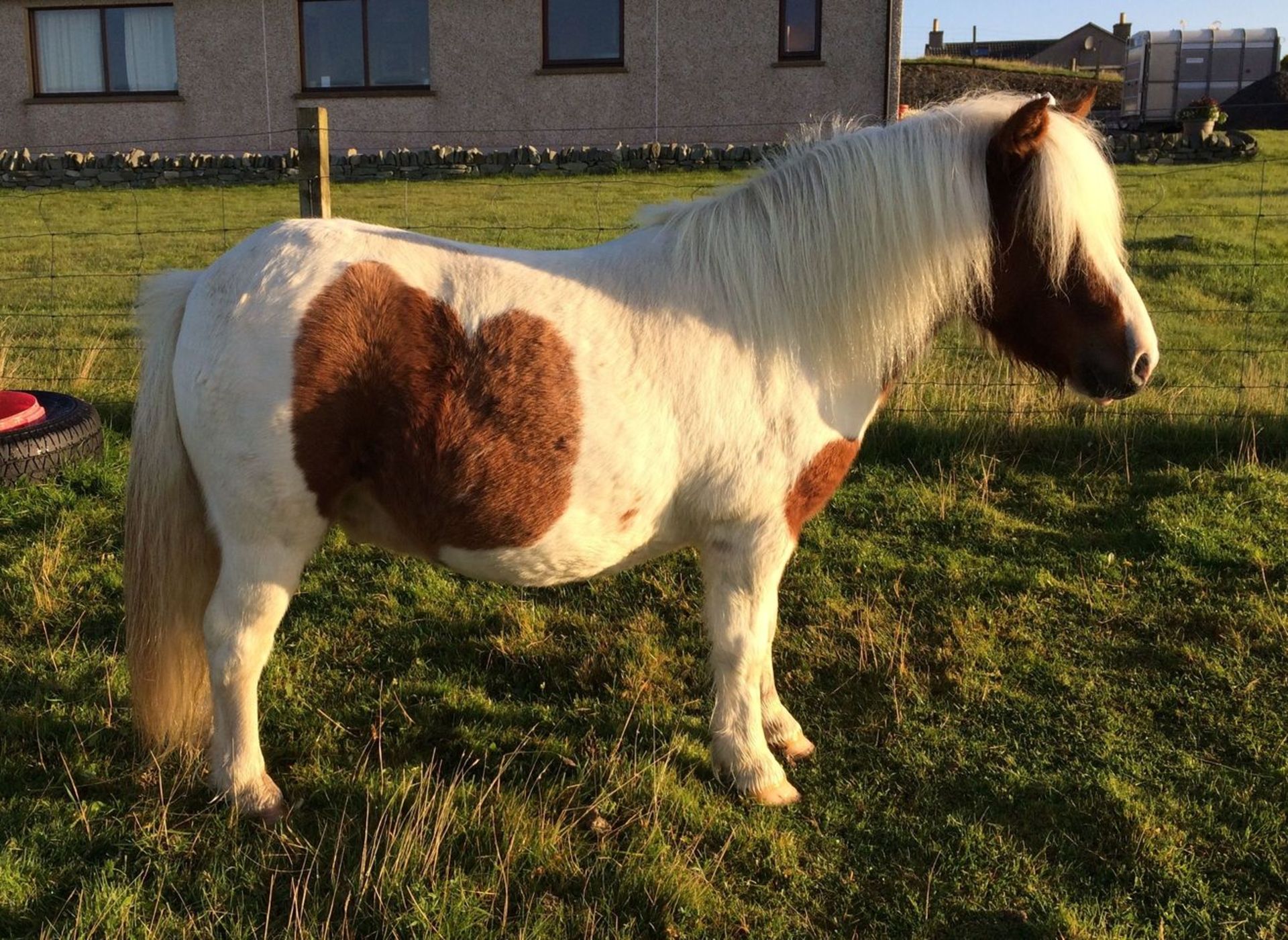 Skewbald - 37.5" - Gelding, - DOB: 4th June 2014 - Image 5 of 8