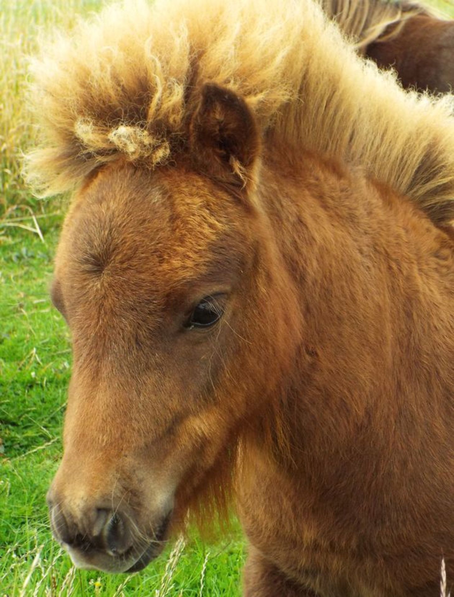 Chestnut - Miniature - Filly Foal, - DOB: 13th April 2018 - Image 4 of 5