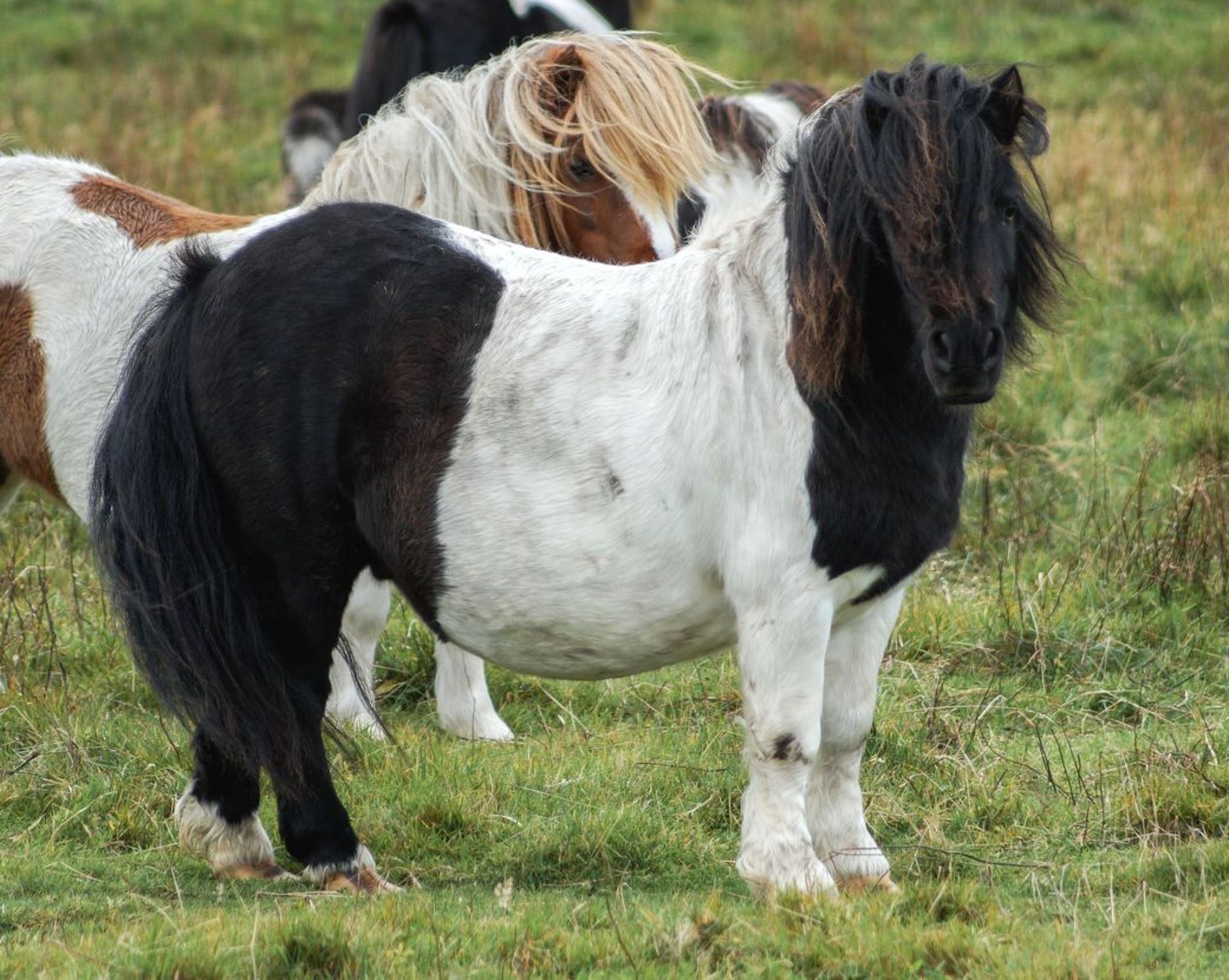 Piebald - 31" - Licensed Stallion, - DOB: 6th May 2011 - Image 4 of 8