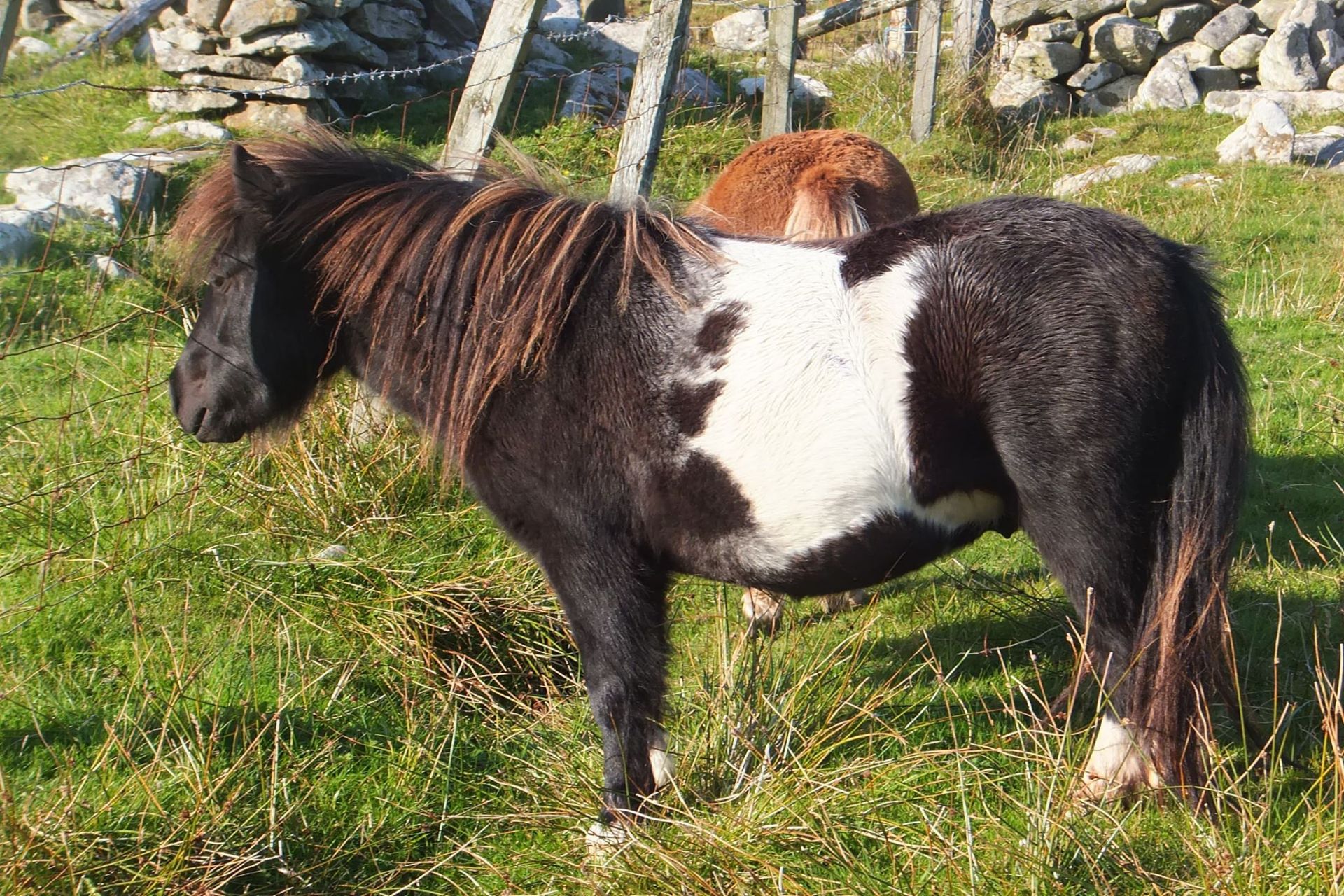 Piebald - Miniature - Gelding, - DOB: 6th May 2016 - Image 3 of 3