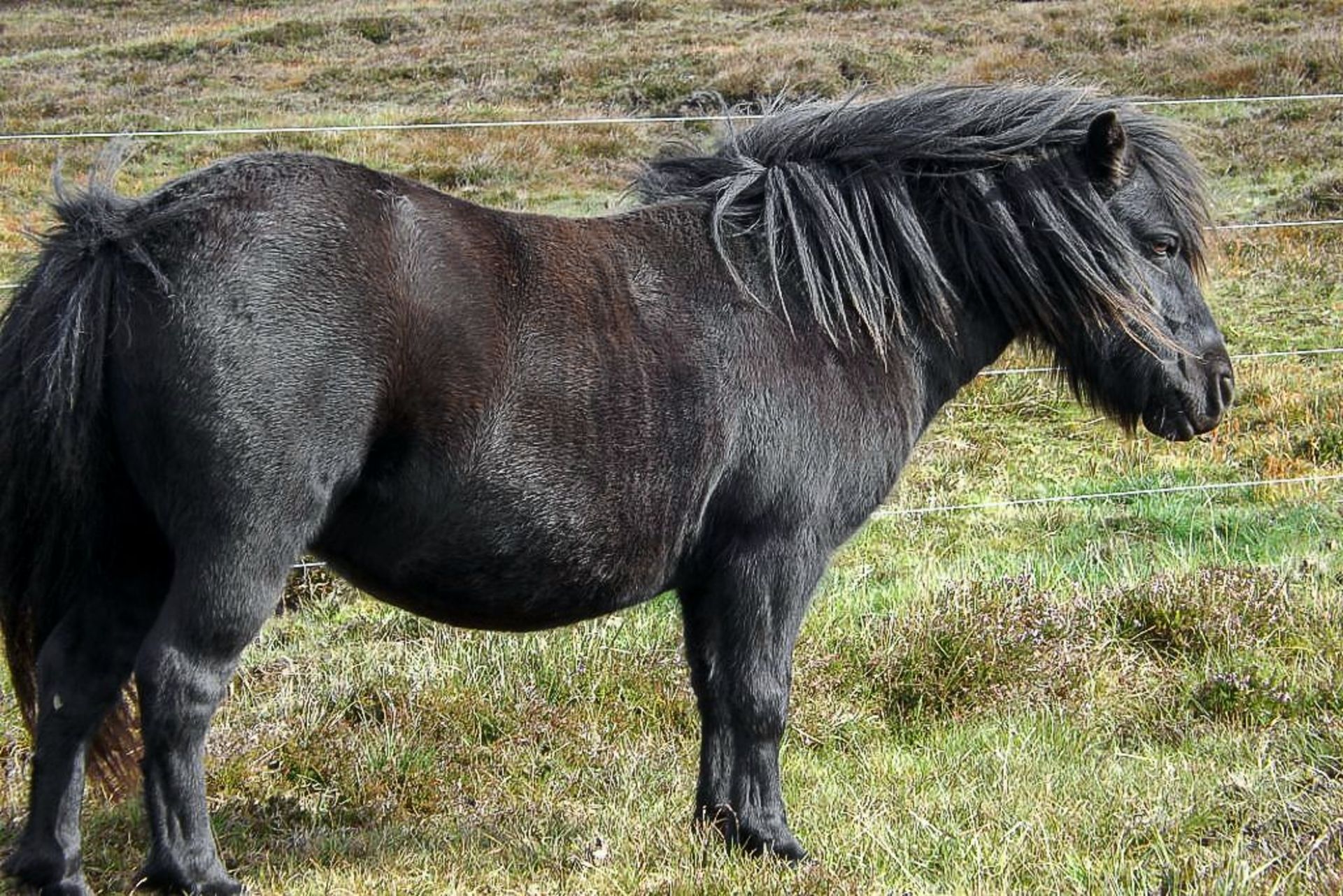 Black - Standard - Mare, - DOB: 28th April 2011 - Image 2 of 3