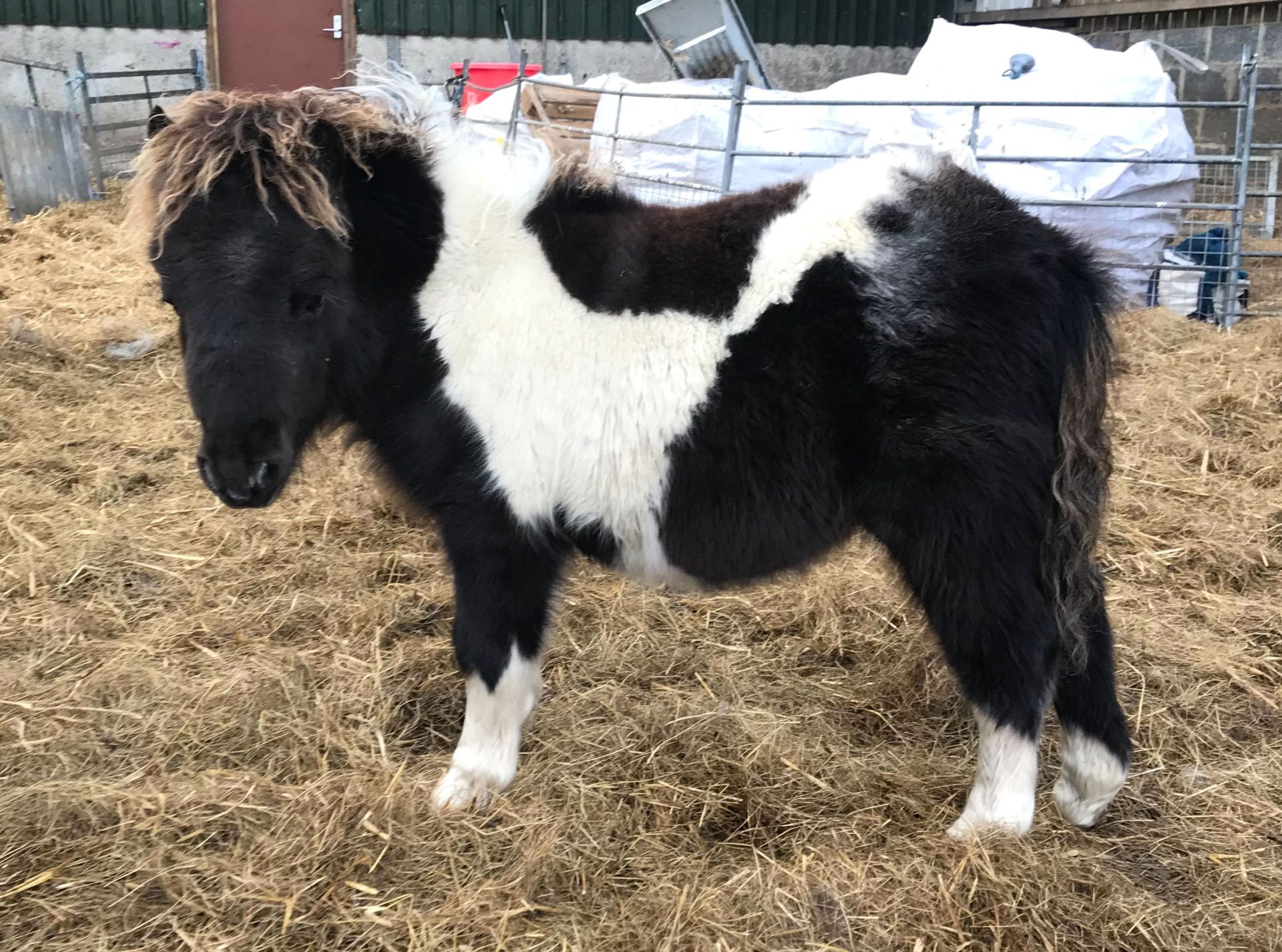 Piebald - Miniature - Colt Foal, - DOB: 8th May 2018 - Image 4 of 4