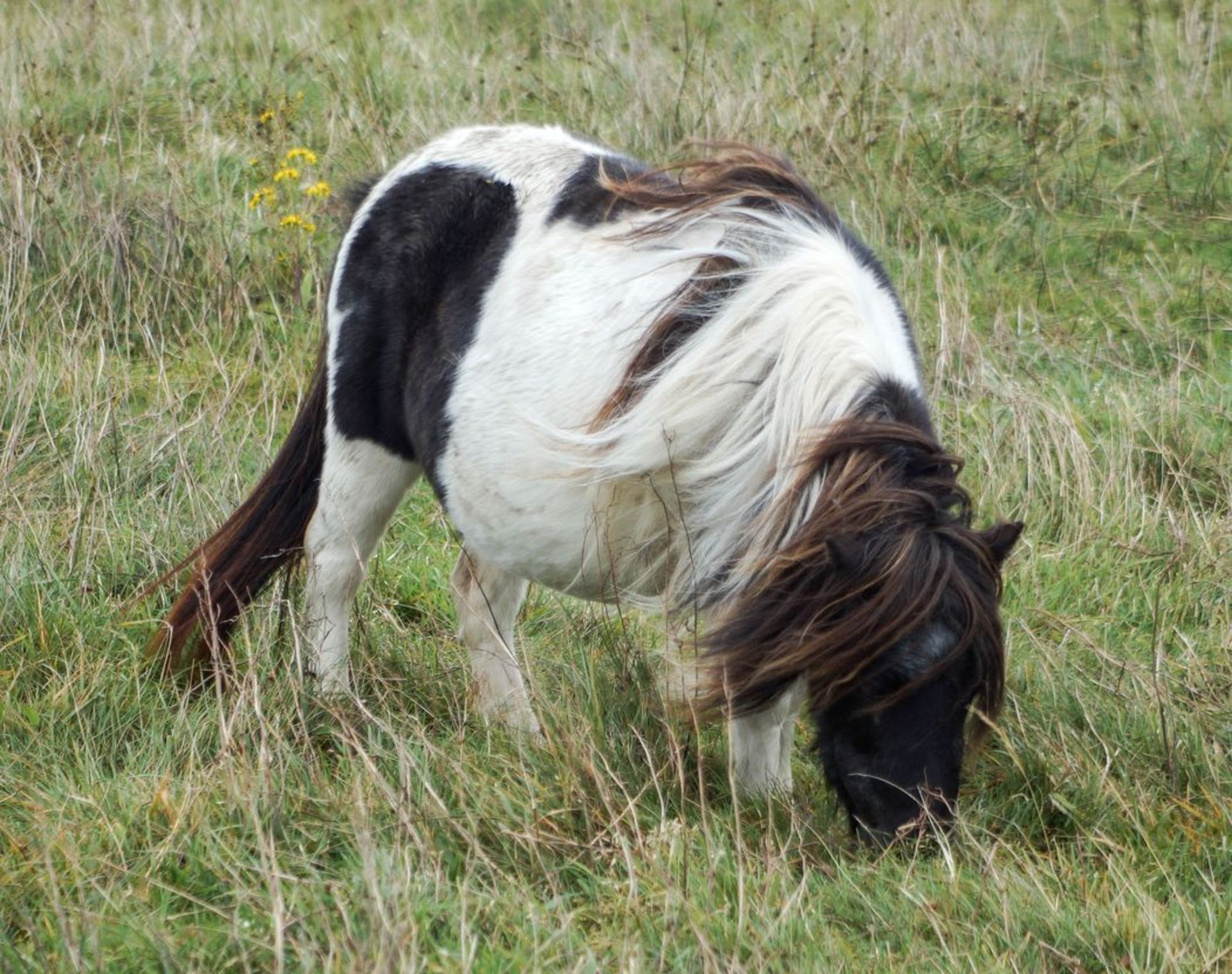 Piebald - Miniature - Mare, - DOB: 29th April 2006 - Image 4 of 5