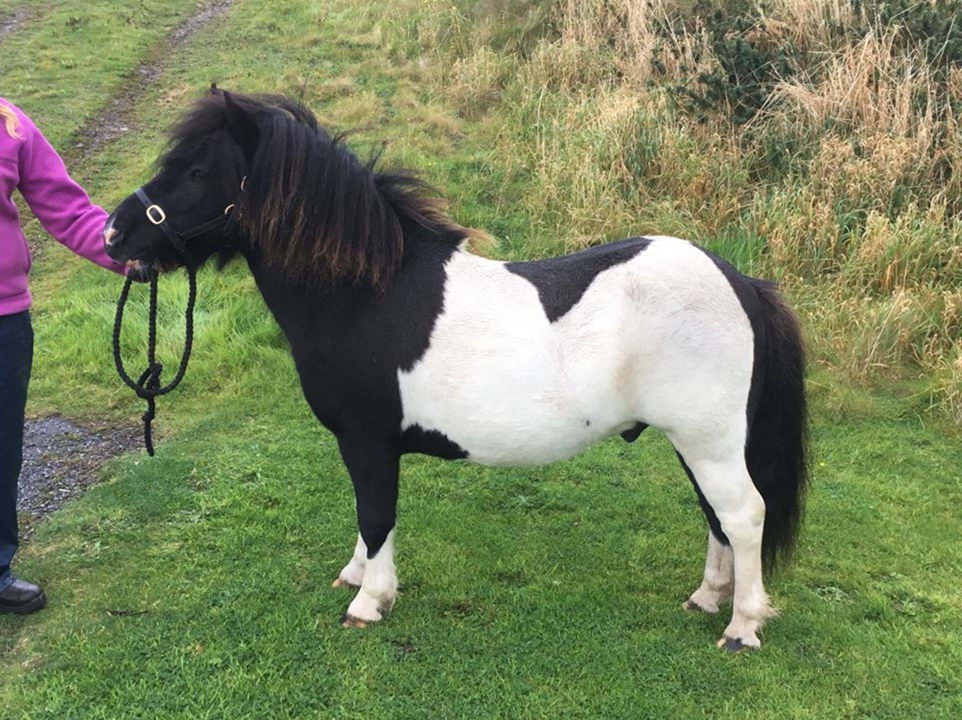 Piebald - 39.5" - Licensed Stallion, - DOB: 14th May 2014 - Image 3 of 5