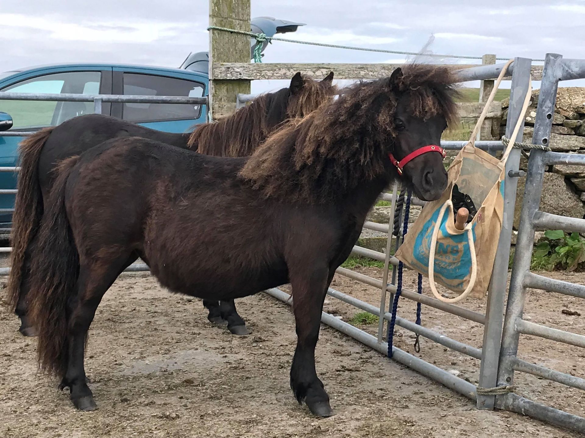 Black - Standard - Filly, - DOB: 2nd June 2017 - Image 2 of 5