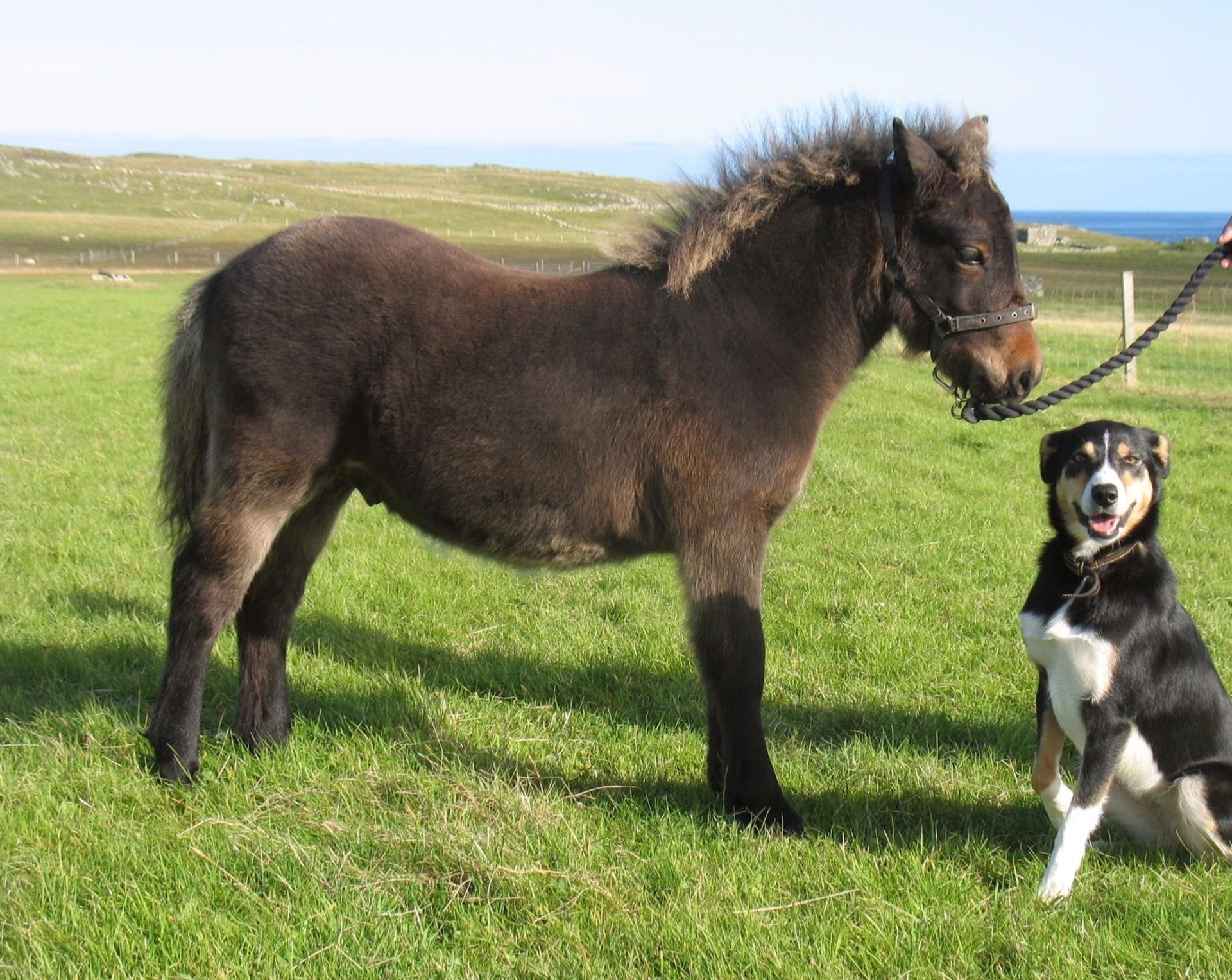 Dark Bay - Standard - Colt Foal, - DOB: 11th May 2018 - Image 3 of 4