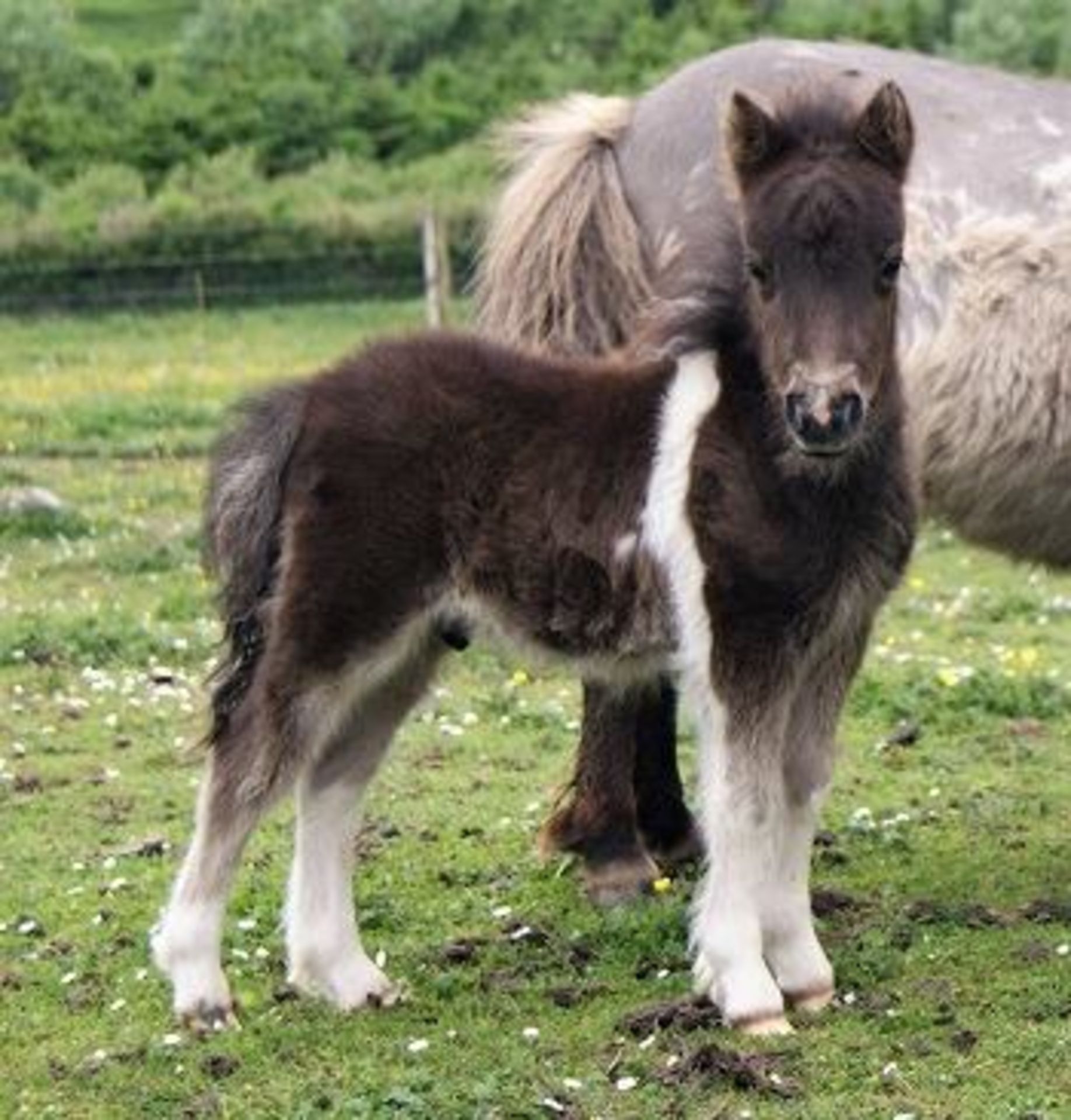 Piebald - Miniature - Colt Foal, - DOB: 15th May 2018 - Image 2 of 5